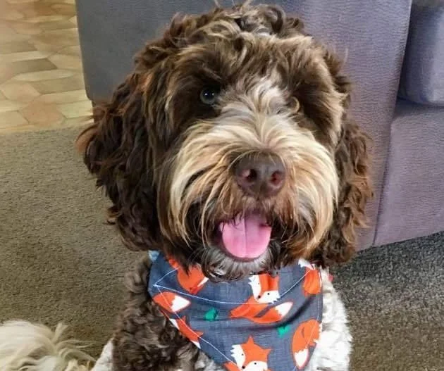 RETIRED HAZEL labradoodle.jpg