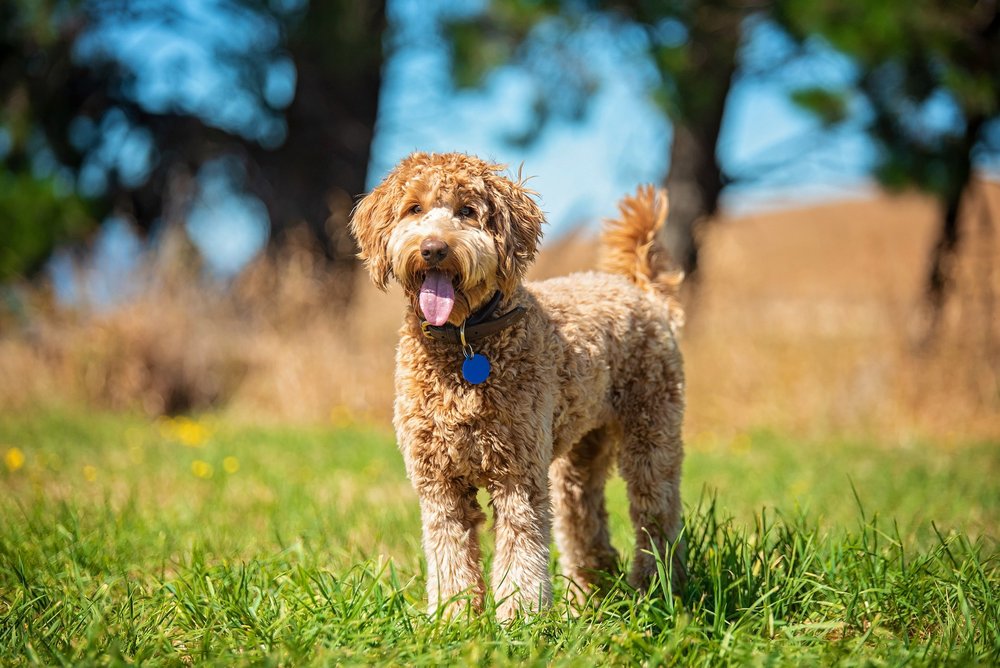 The Difference between Spoodles and Labradoodles — Southern Star ...