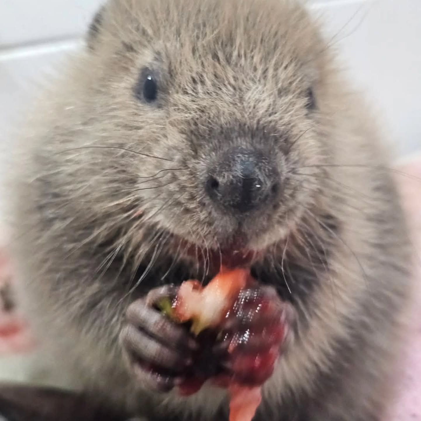 Oh no! Baby Emery unalived a thing! I mean the thing is a strawberry but still. 

Baby Emery got to try his first strawberry last night. He's about 6 weeks old now and starting to do a really good job of nibbling lots of natural foods. I mean that st