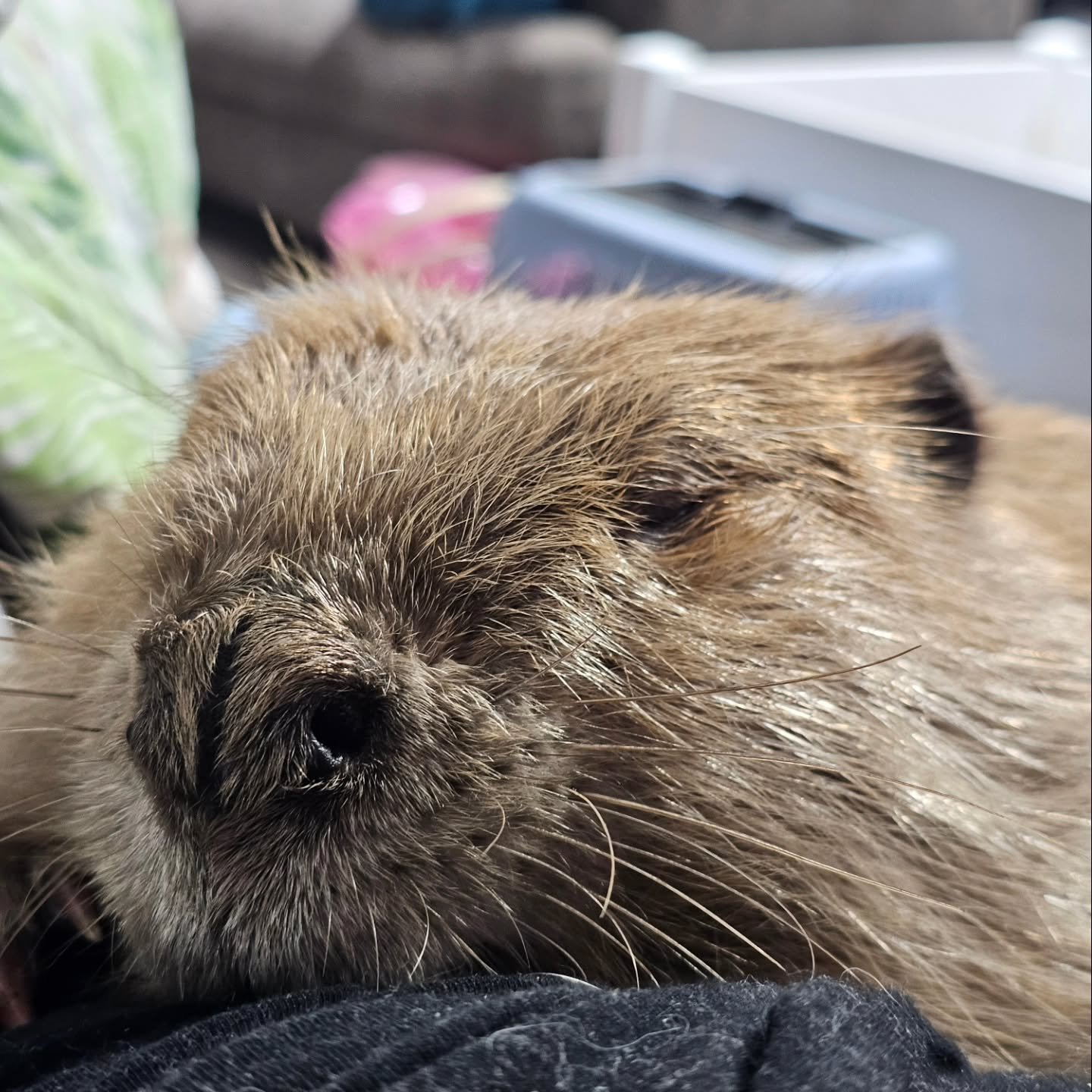 I was writing you a post about Rory's eventual release in another year but then I remembered I needed to request another extension for her release date. So while I was emailing our permit officer at the Indiana Department of Natural Resources Faceboo