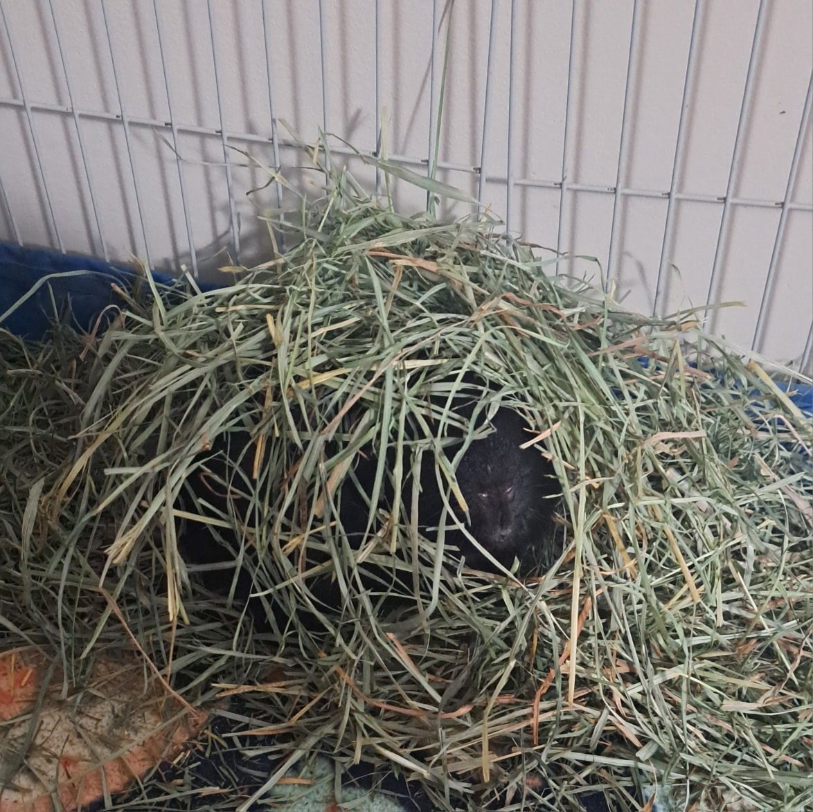 Hi everyone, Rimsky here.

I'm playing hide-and-seek with the human today, I bet she won't find me in here!

Don't forget to stop by The Pipsqueakery and Bun Bun Brigade over on Facebook today to interact with their posts today! Do your animals play 