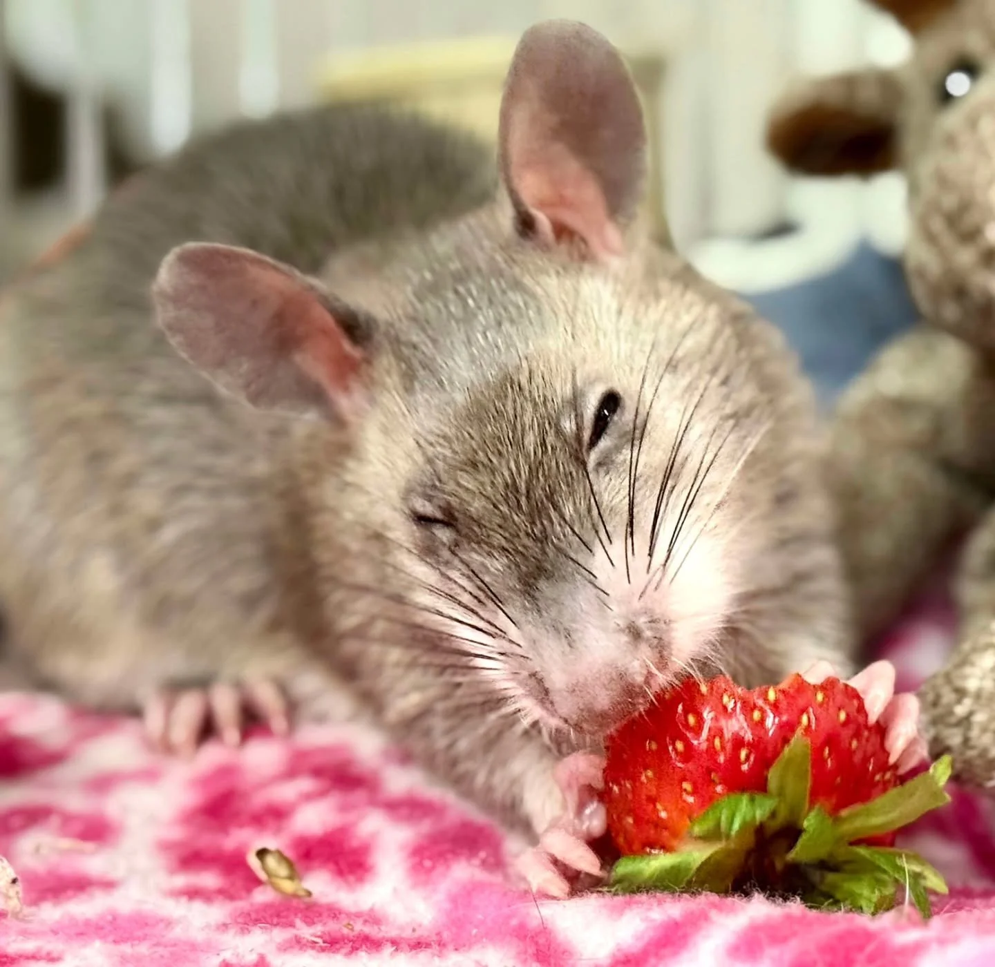 His name is Watson. Watson the south African pouched rat. He's very smart and loves his toys which he has collected from all over his enclosure to put in his nest. I think I'm going to have to get him some cool puzzle toys to keep his brain active an
