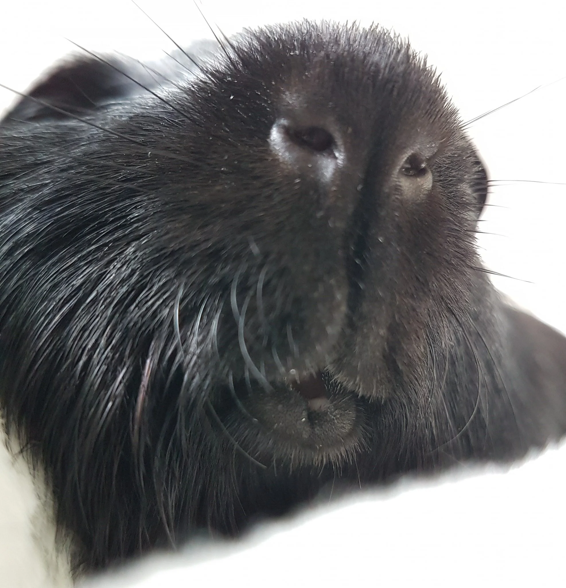 Hiya everyone, Rimsky here!
Just popping on by today to say hi and remind you all to interact with all things at The Pipsqueakery and Bun Bun Brigade over on Facebook! Please go like and comment on all of their posts, and share away too! All of thos