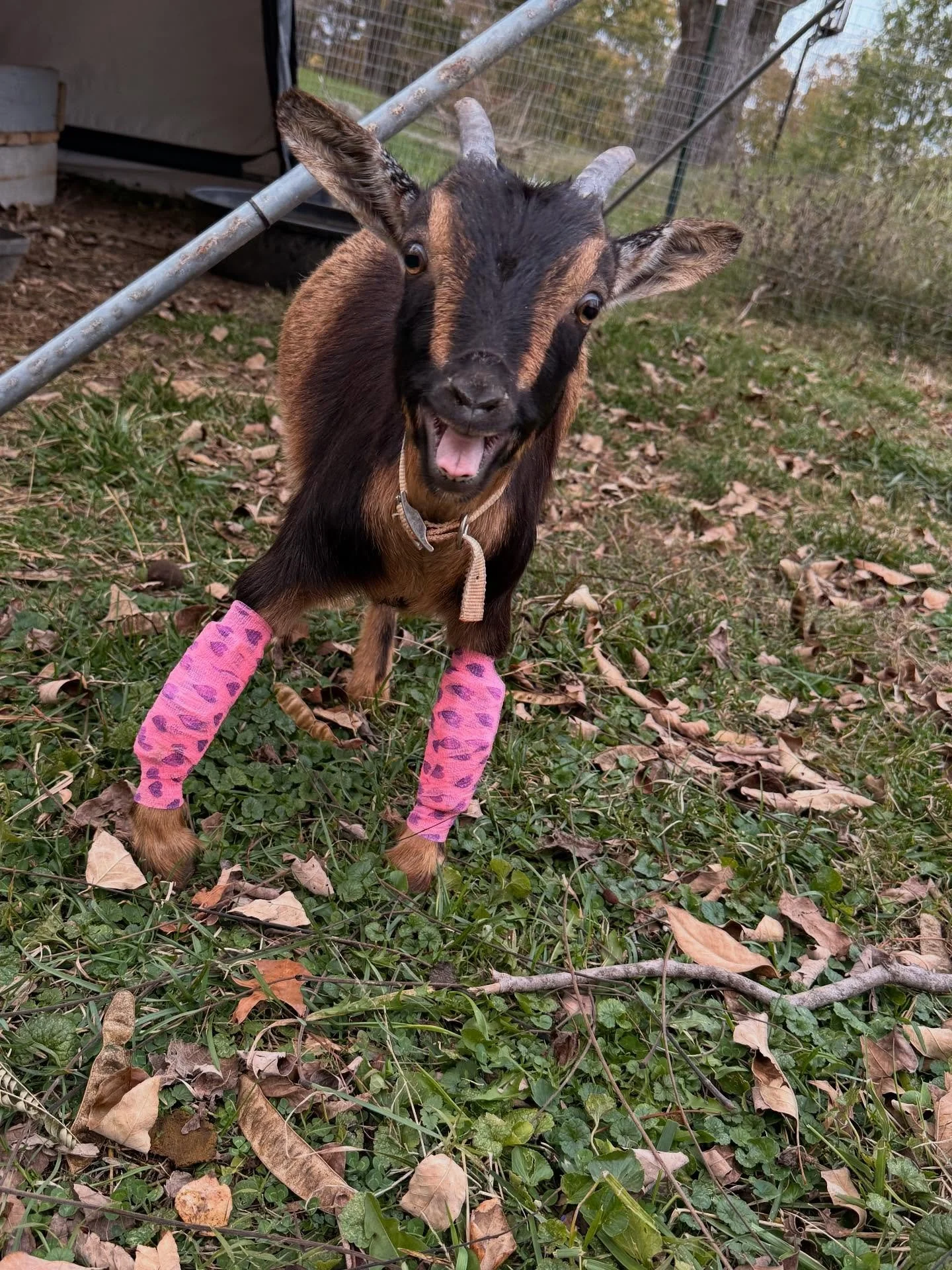 Give a warm welcome to Forrest! 🤗
I (Amy) got a surrender request for this 7 month old goat who was born bow-legged. While they loved him very much, they were moving to rougher terrain so they knew he couldn’t handle it. Of course we said yes,
