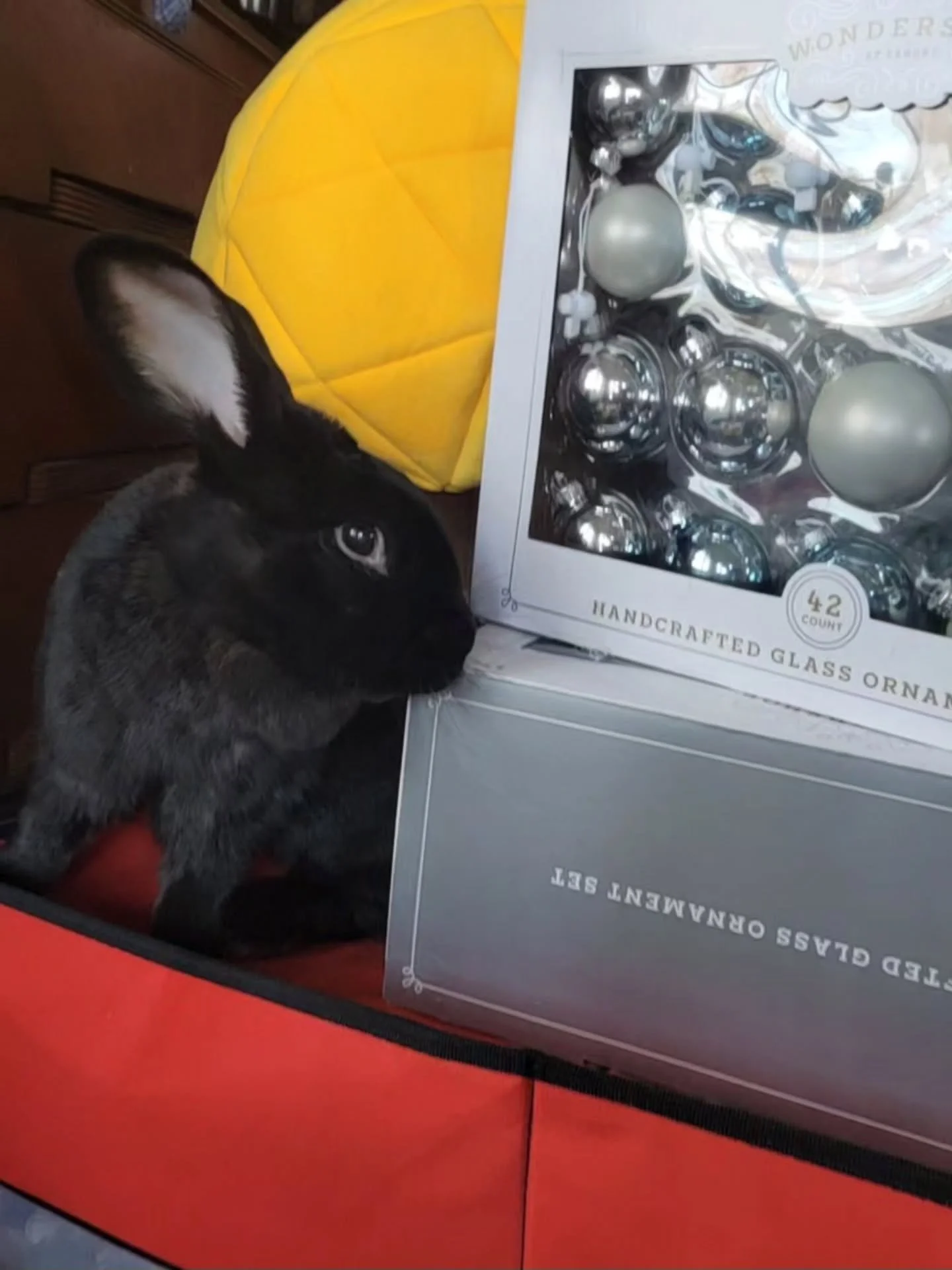 Hey, everyone! Its me again, Chris! My Bunny Butler let me out to run around yesterday and look what I found! I sampled the box and it was delicious. I wonder if the things inside also taste good. They kind of look like really fancy blueberries! Last