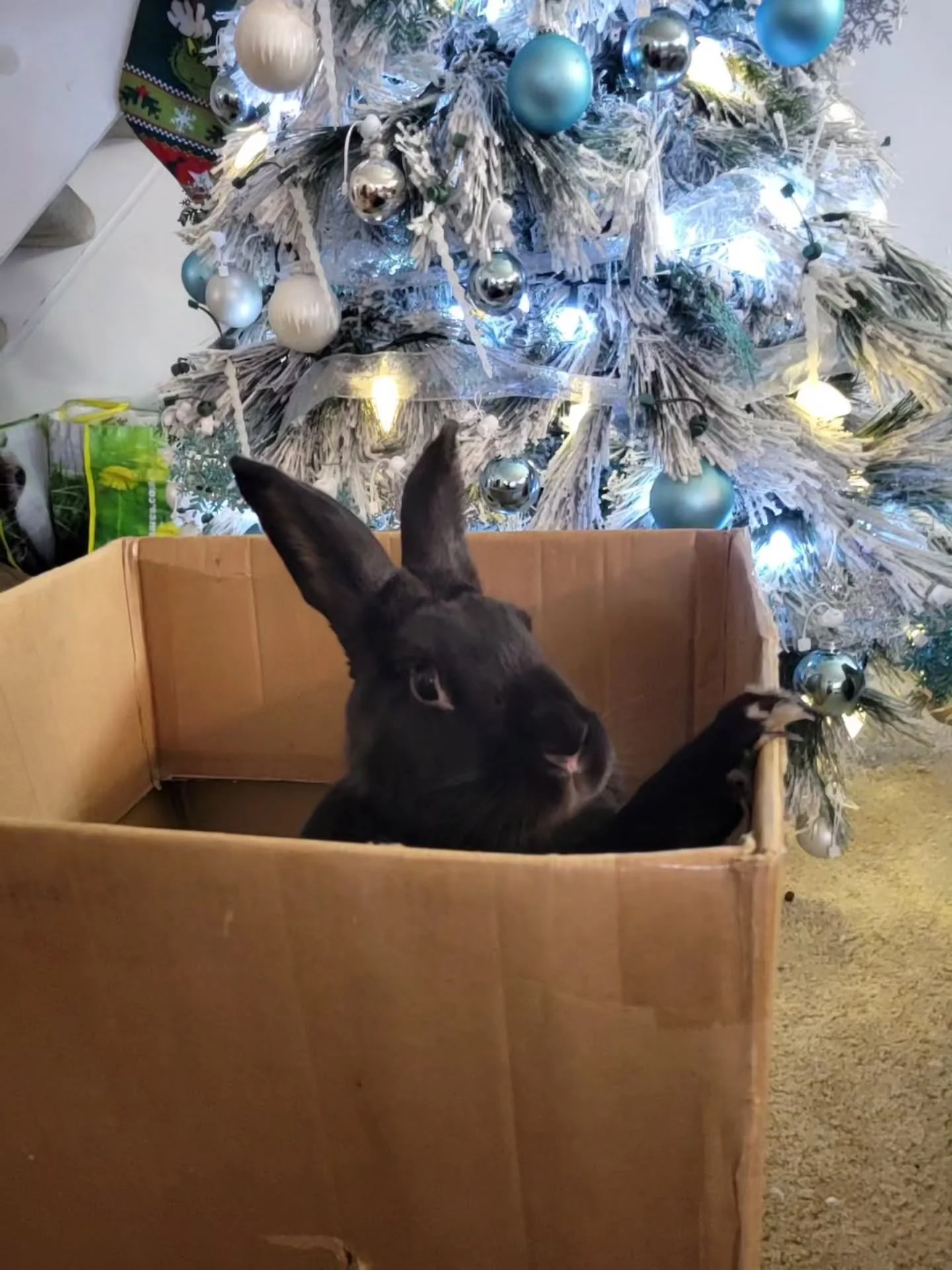 Hey, it's me, Chris! You might be wondering why I'm in this box. Well, my Bunny Butler was gone for a while yesterday and when she got back she showed the tall human that she had bought Chris-tmas gifts. But the gifts were for the small human. Wouldn