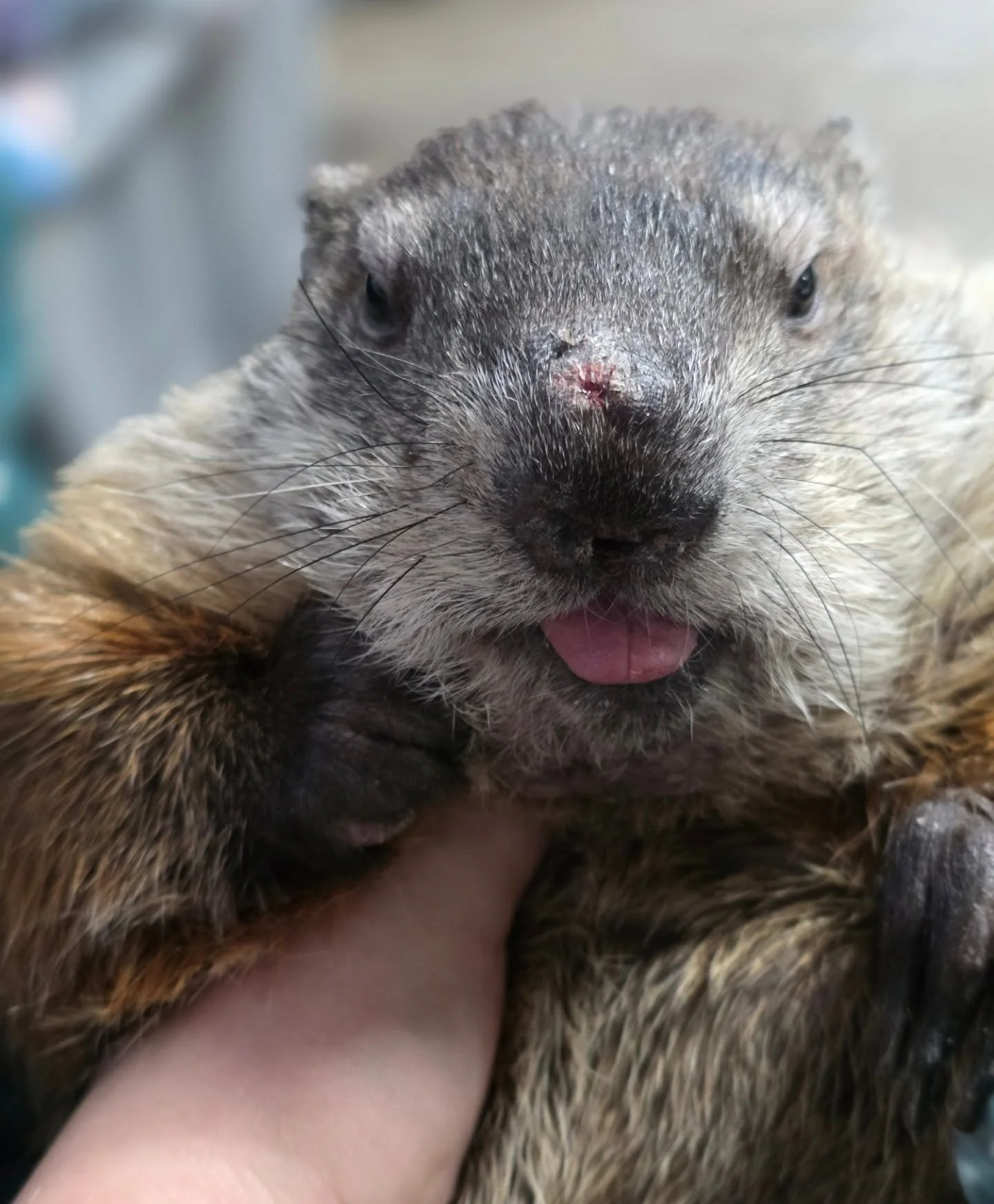 This is Ezran. He came to The Pipsqueakery several years ago nearly dead because his lower teeth grew through his nostrils and out the top of his face while his upper teeth grew in a circle into the roof of his mouth. He was about 6 months old when h