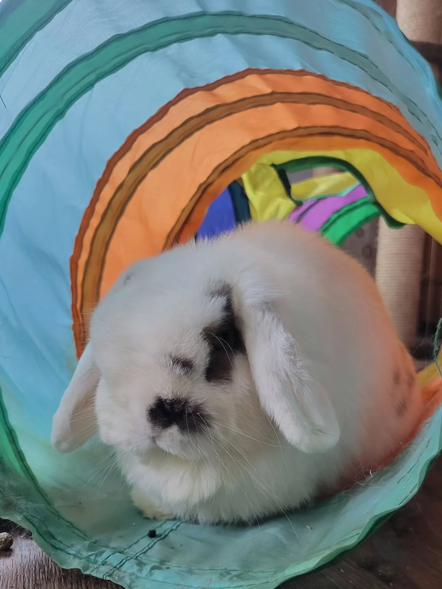 Hello, it's me, Not Chris. I'm Mila. I wanted to come on here to celebrate Chris-tmas with you all. 

Chris may not understand this holiday yet, but I've been around for a few years and I understand what it is about. For our family, it's all about en