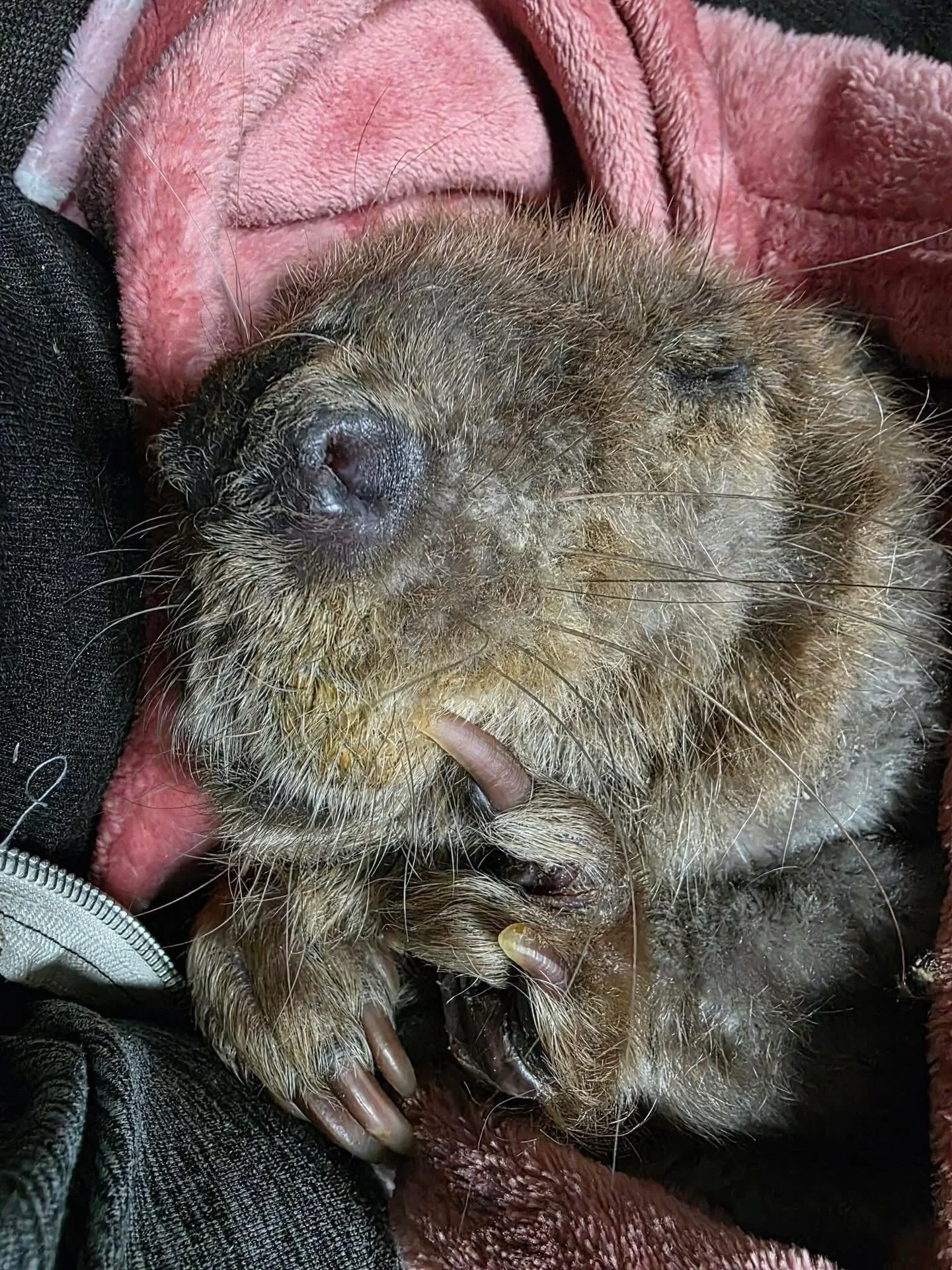 Sometimes I wonder if she also refused to get into freezing water in the wild too. Did she just make her beaver husband bring food back to the lodge when it was cold out? Did she just begrudgingly dip her butt in the water to use the bathroom instead