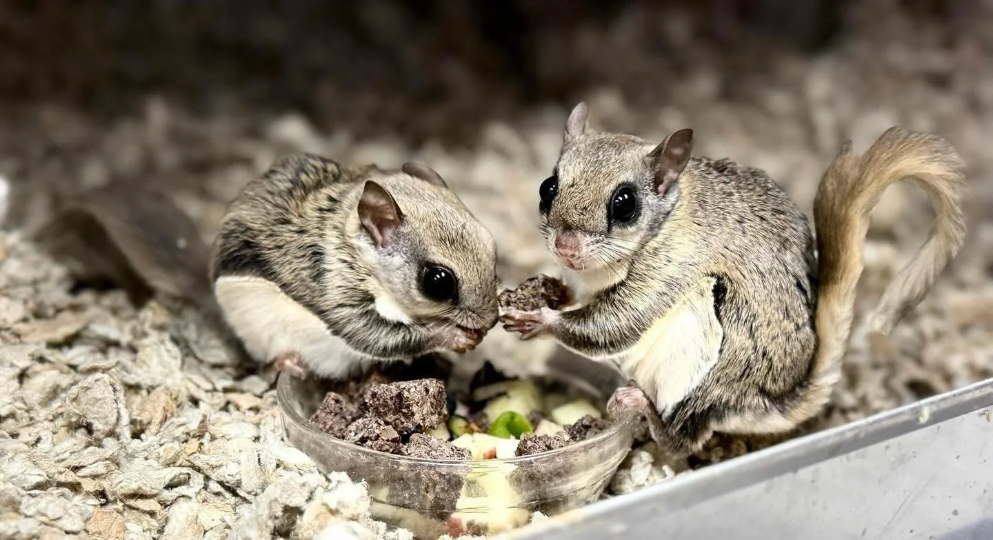 Welp. It&rsquo;s snowing. It won&rsquo;t stop snowing. We&rsquo;re operating with a pretty bare bones crew, but we&rsquo;re getting it done and everyone is taken care of. 

That&rsquo;s all I&rsquo;ve got, because Winter Storm Fern is kicking us righ