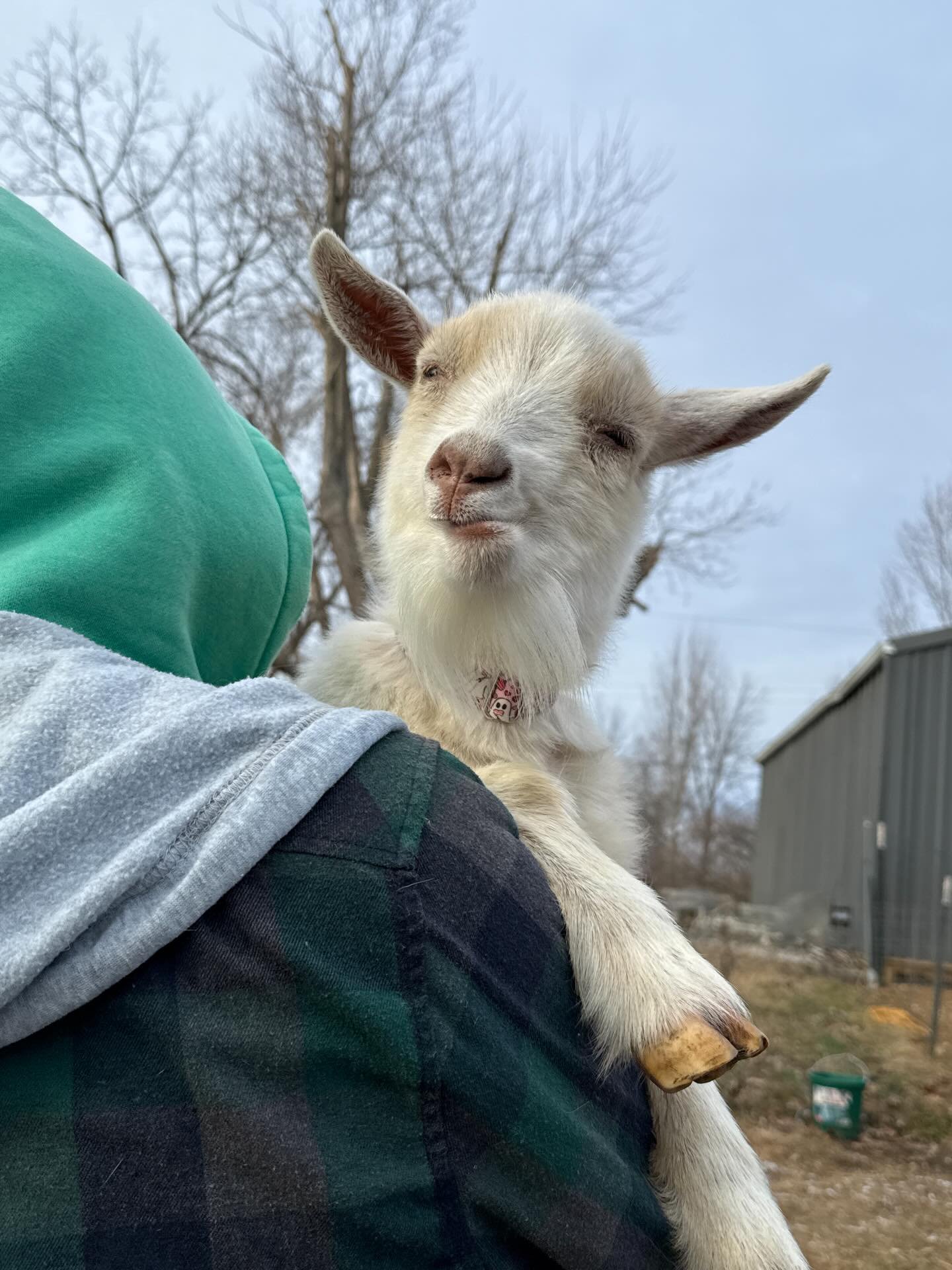 Melvin&rsquo;s popping in to remind everyone to vote for us! He&rsquo;d also love for the snow to melt so he can venture outside. 🥶

It is time to VOTE for The Pipsqueakery, and to SHARE. 

https://greatergood.com/pages/shelter/the-pipsqueakery-557
