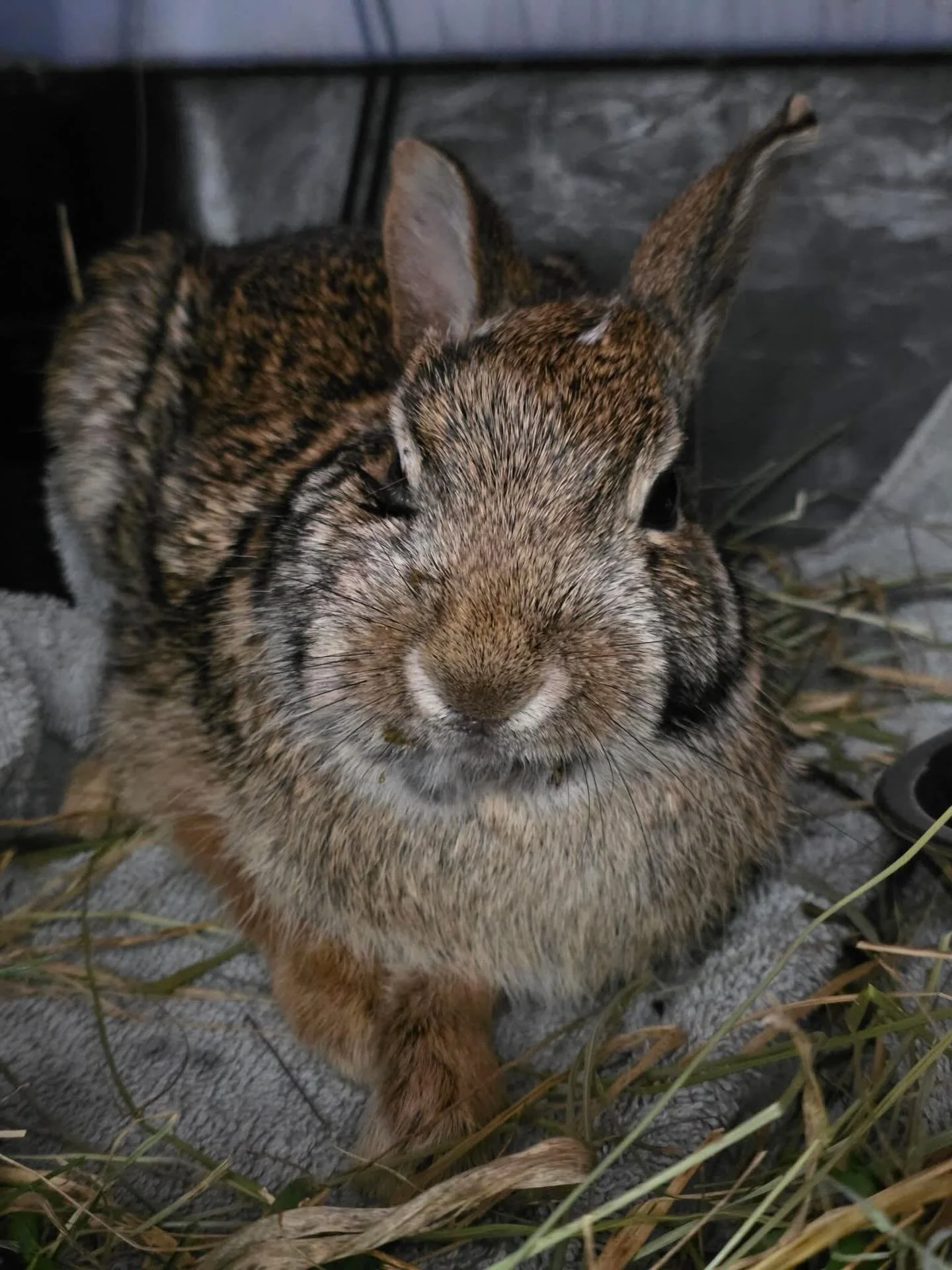 We got in this cottontail Friday who was hit by a car. The right side of his face is swollen, all of his incisors were knocked out, and he had some gravel from the road stuck in his skin, but overall it looks like he should heal fine.

Luckily since 