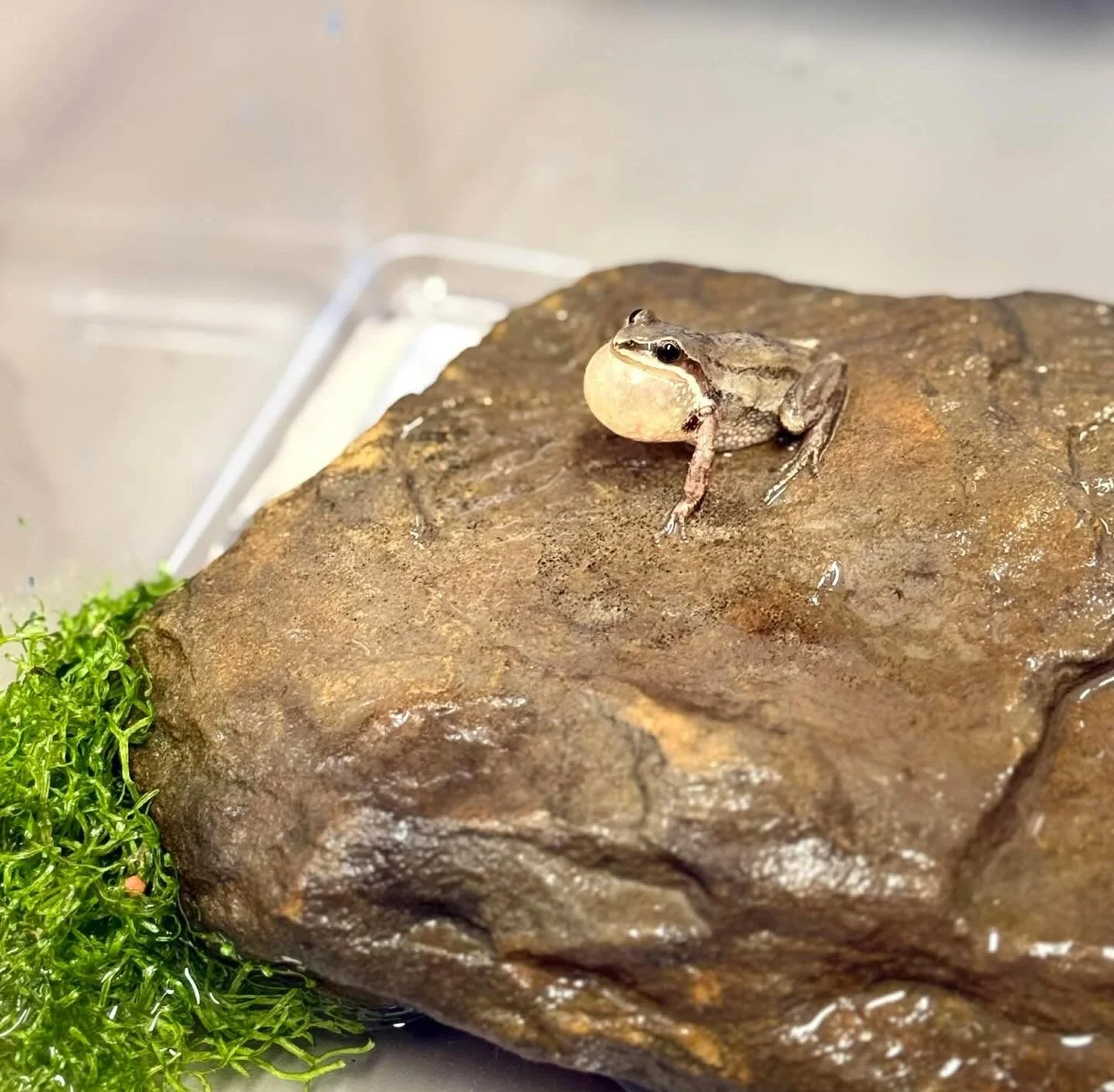 Last week, Nicki, Jason, and I were outside looking at some spots where spring peepers had been laying eggs. We don&rsquo;t usually see many adults around because they are very good at hiding from us but Nicki spotted one. Of course, she spotted it b