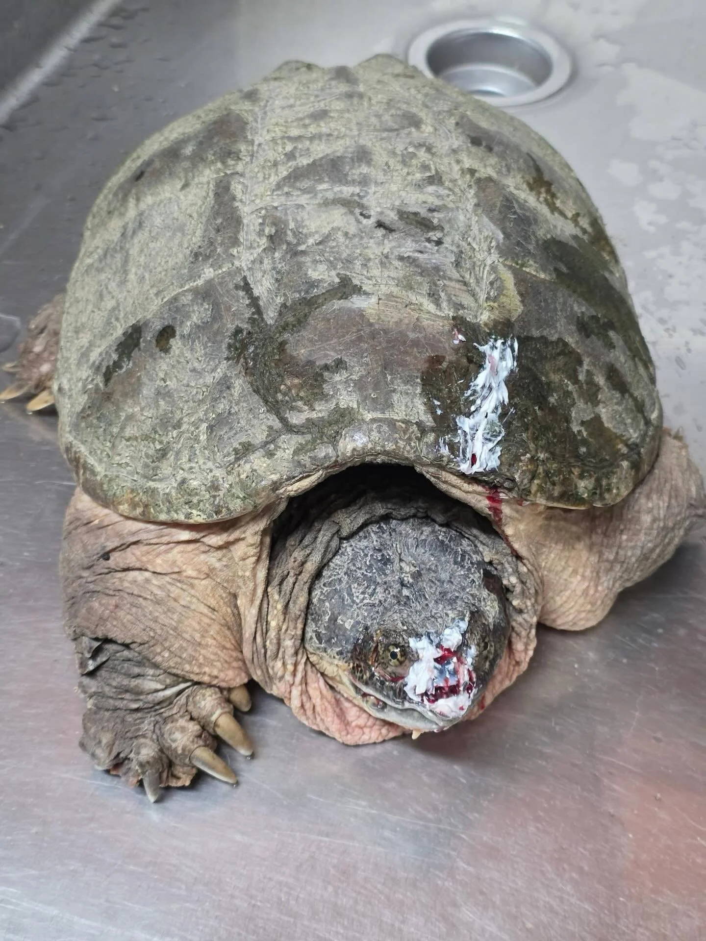 This big beautiful (probably?) lady came in tonight after being victimized by a bad nose job. Just kidding, she was actually hit by a car but lucky for her some very kind people stopped to save her. She has had her part of her face knocked right off 