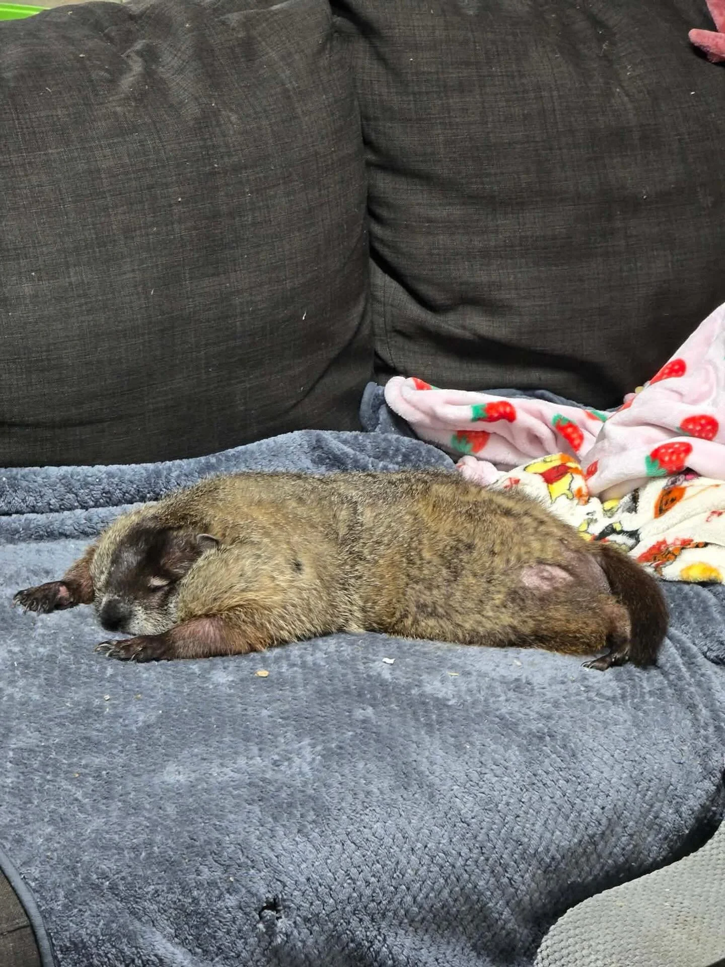 Ate too much. Gonna explode. Or maybe Edna is just being dramatic.