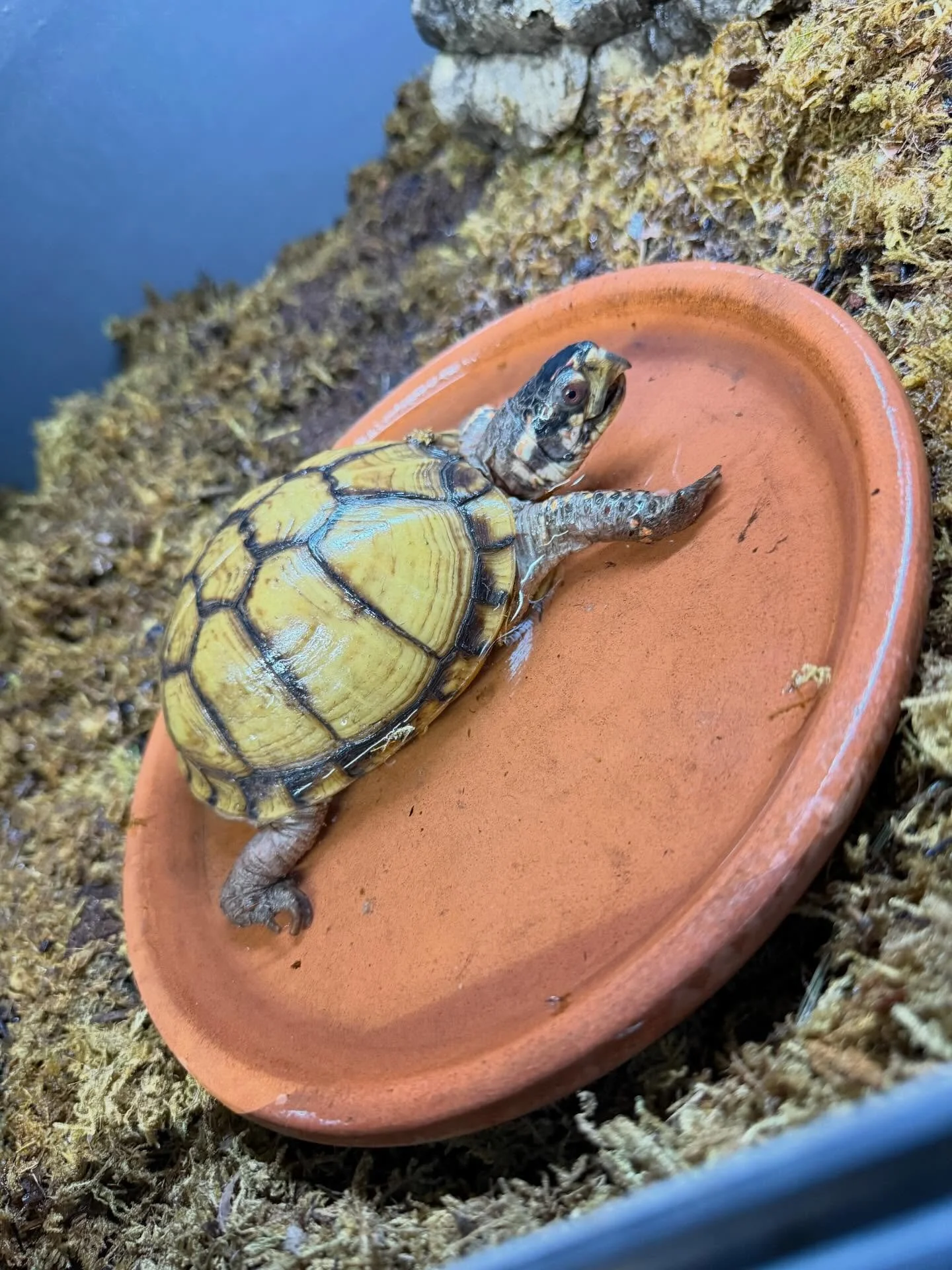 Who doesn&rsquo;t love a good soak on a warm day? Thank goodness for weather warming up here again! Franklin Thomas is here to remind you to V0TE! 🐢

(LINK IN BIO)
https://greatergood.com/pages/shelter/the-pipsqueakery-557

We&rsquo;re participating