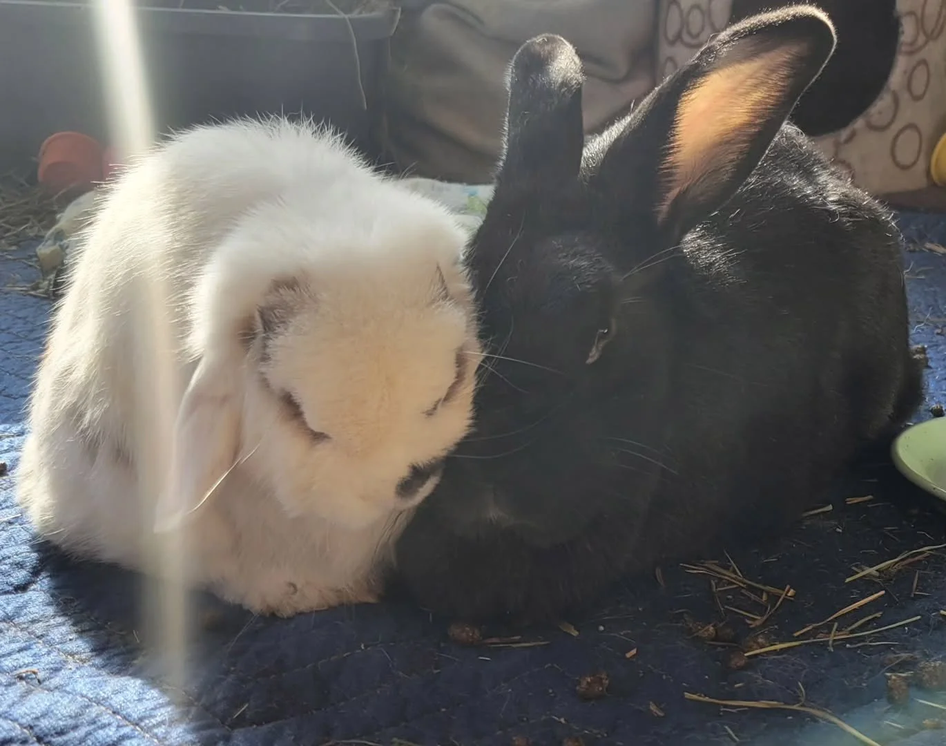 Hey, it's me, Chris. It's time for a life update. On April 1st, my life partner, Mila, died. I thought she was pranking me with the meanest possible April Fool's prank, but no. She's actually gone. Mila was my best friend. Some people would say their