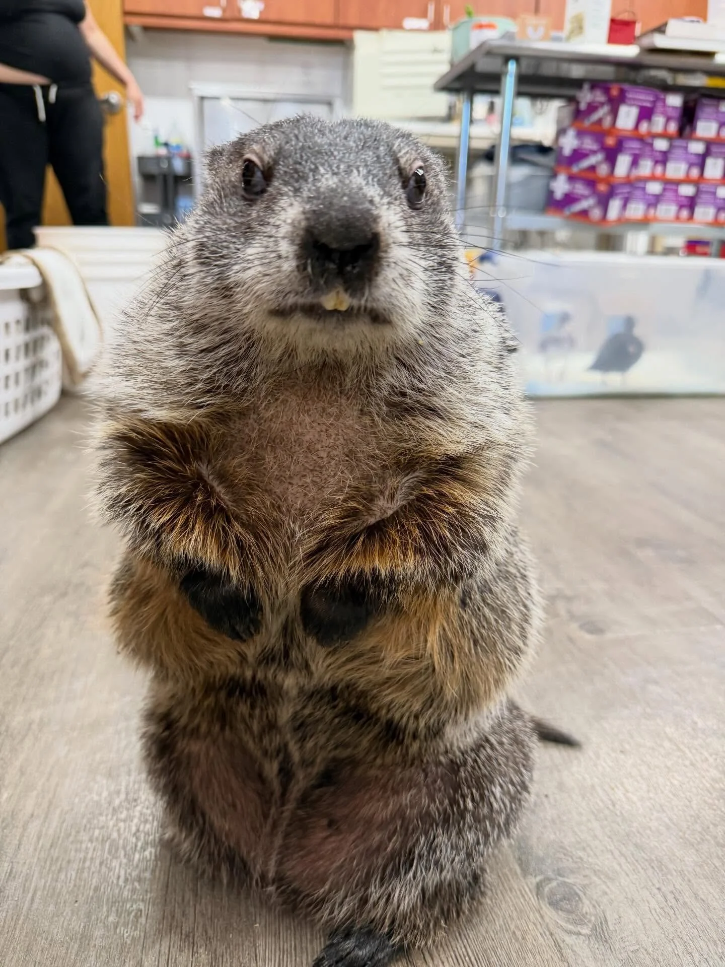 Josie has kindly paused her pistachio-snacking to remind you to V0TE! 😊

(LINK IN BIO)
https://greatergood.com/pages/shelter/the-pipsqueakery-557

We&rsquo;re participating in The Shelter Challenge, and it&rsquo;s a great &mdash; and EASY &mdash; wa