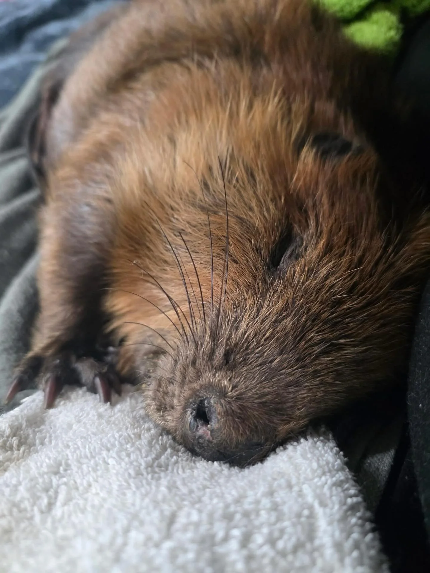 Now for a Buffy update! I&rsquo;m going to spend this post talking about her external physical injuries. The tl/dr is that Buffy is in very rough shape. She should heal with time but her injuries are extensive.

Buffy weighs approximately 22 pounds w