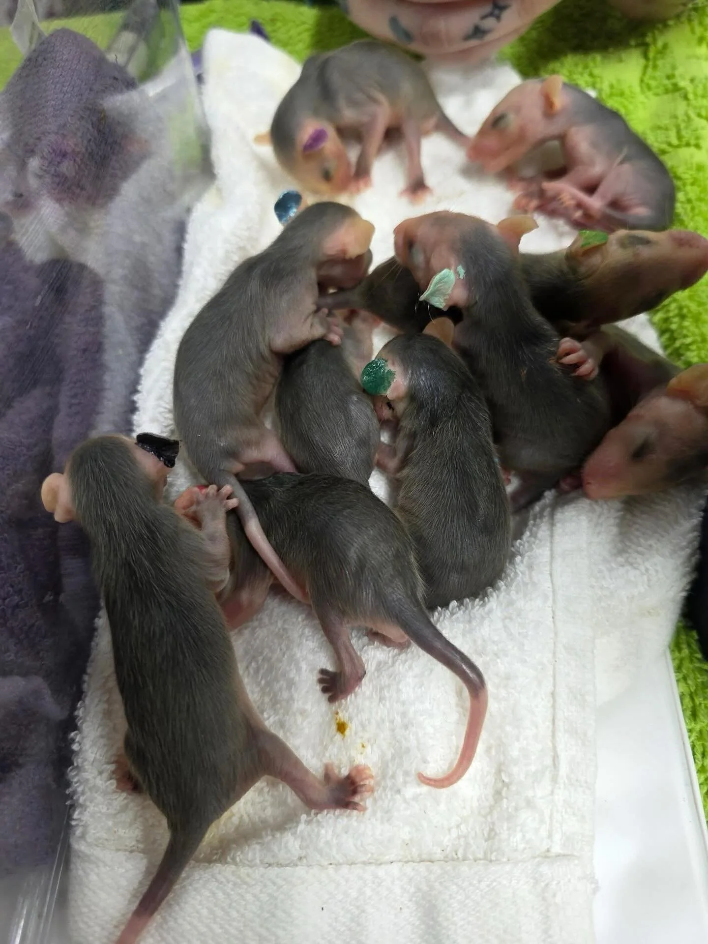 It&rsquo;s not a good photo, but it&rsquo;s what I&rsquo;ve got from an intake yesterday where we were checking everyone over and marking them with different colors.

Anyway, the opossum calls just keep coming in and it turns out I like them alright 