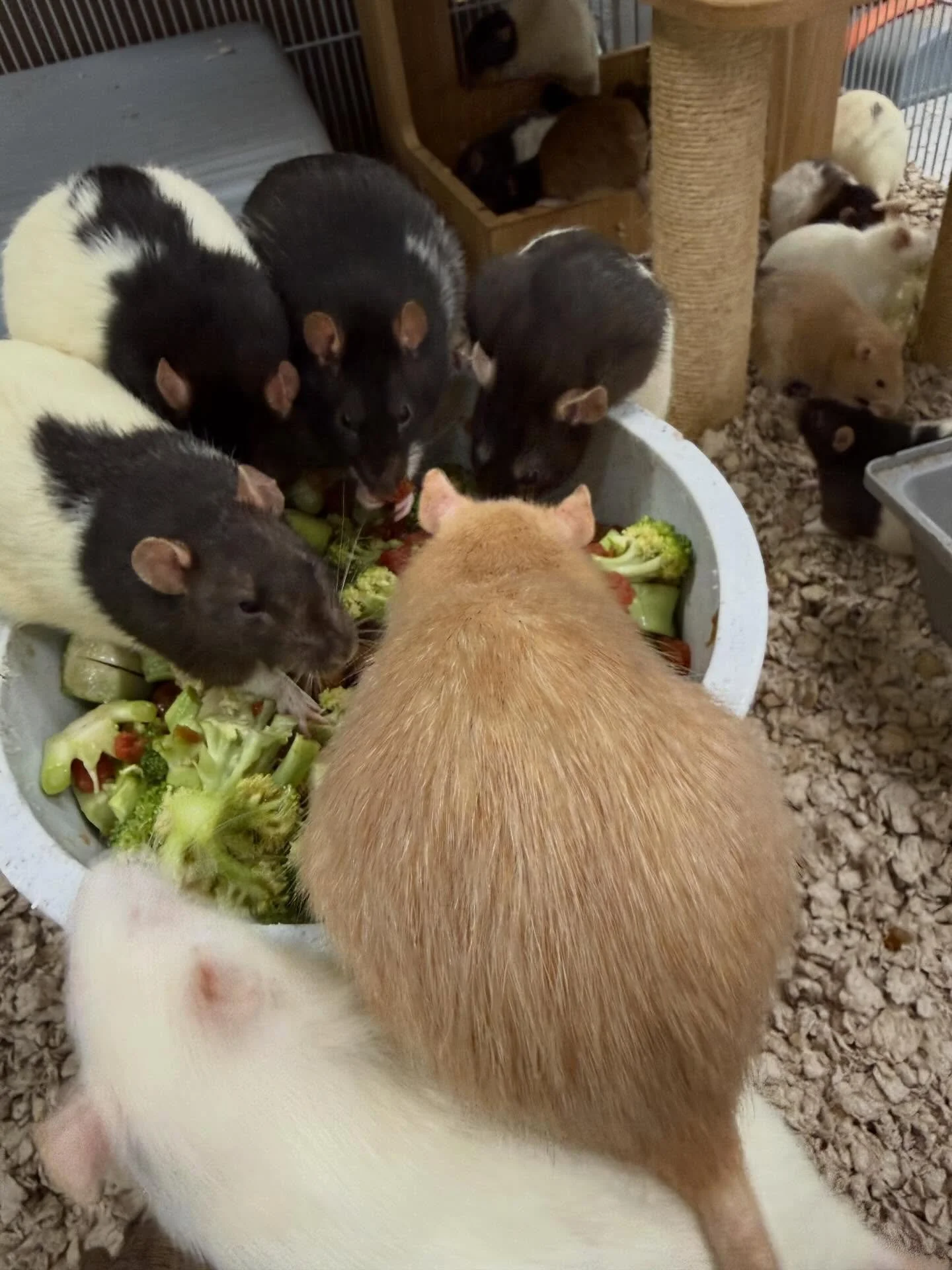 Any guesses about what&rsquo;s in this disgusting treat concoction I mixed up for the sanctuary rats today? They liked it but&hellip; I personally would not. Hint - it smelled like salsa&hellip; but it was decidedly not salsa. 🐀

Anyways, now that w