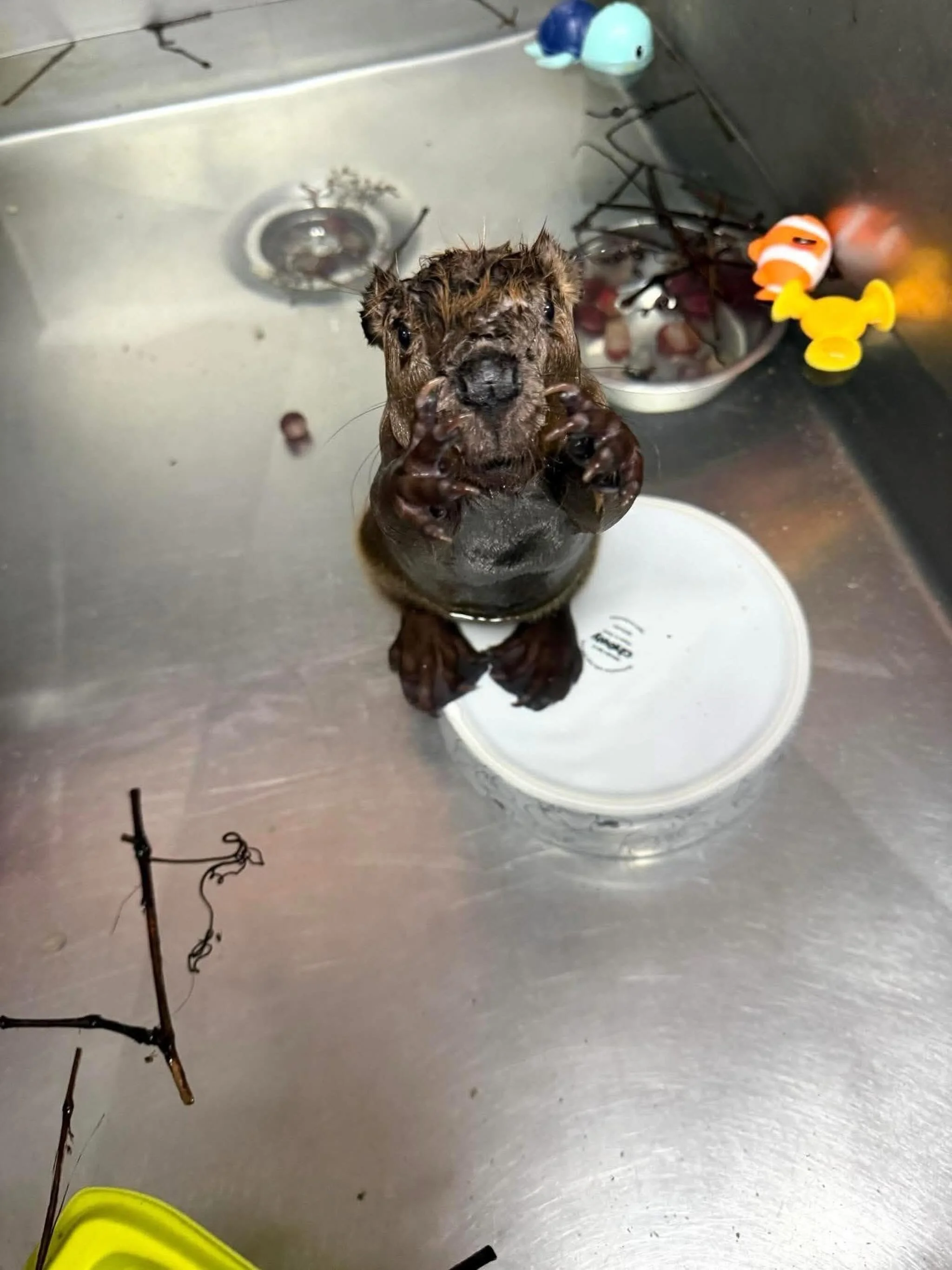 Why are baby beavers the cutest thing ever?

My phone has been ringing constantly for the last few days so I feel like I haven&rsquo;t posted or shared posts nearly enough. Things are just moving along here and we&rsquo;re all hanging in there.

How 