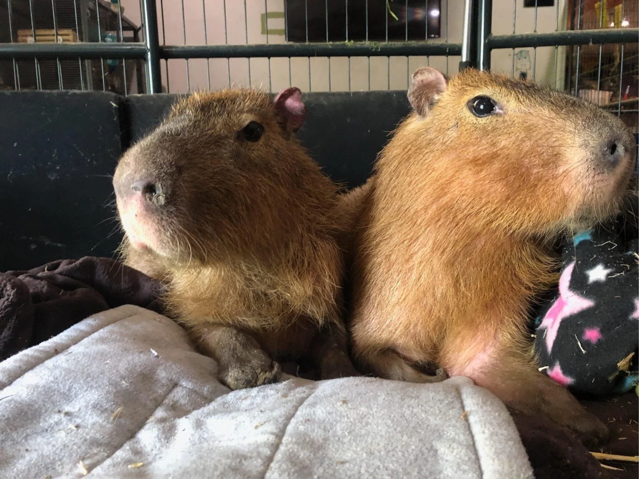 Milo & Vinny the rescued toeless capybara's