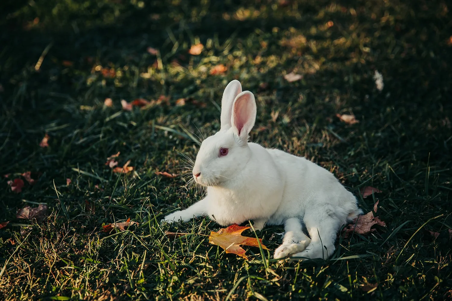 The Pipsqueakery - A Rescue & Sanctuary For All Small Animals and Wildlife