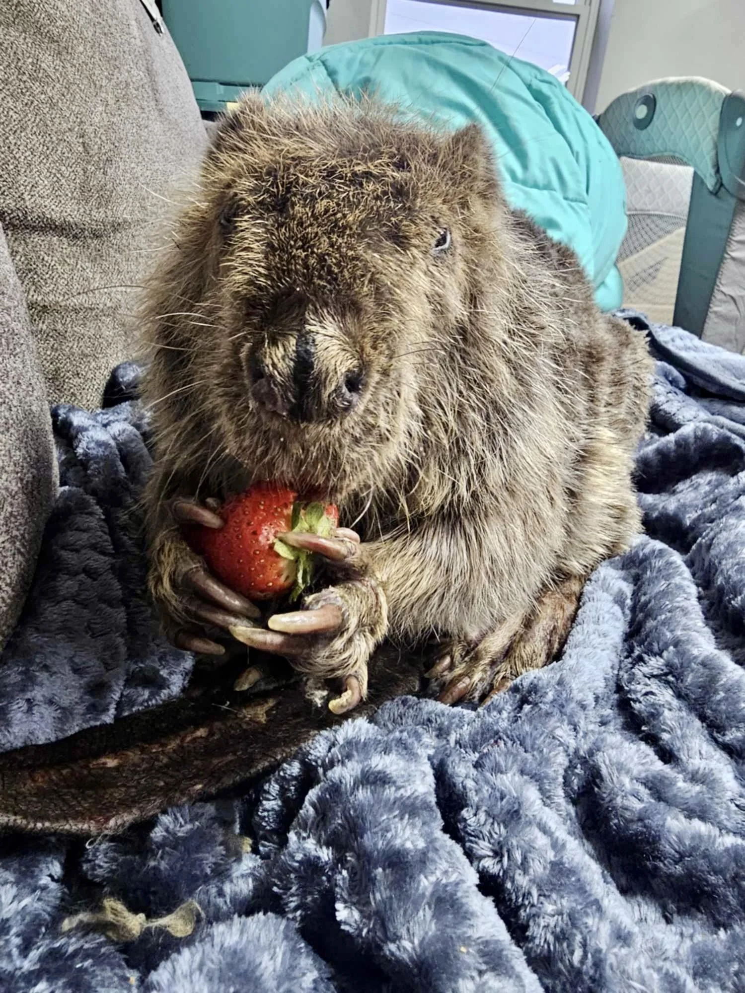 Rescue & sanctuary  beaver in Bloomington, Indiana eating a strawberry on a couch.