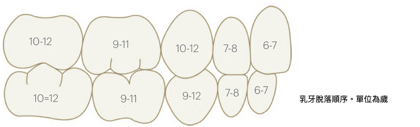兒童乳牙換牙順序圖解｜標示 6–12 歲各顆乳牙脫落時間與先後位置