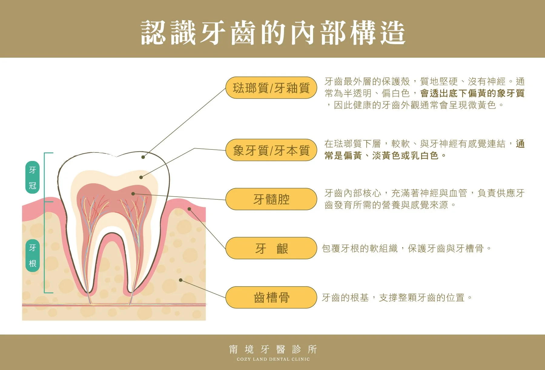 認識牙齒的內部構造