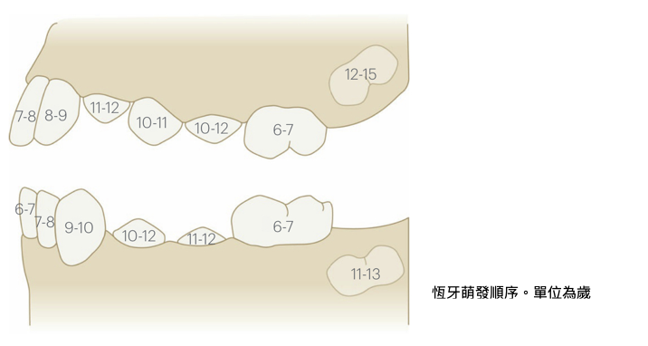 兒童恆牙萌發順序完整圖解｜標示各顆恆牙長出時間（6–13 歲）及位置