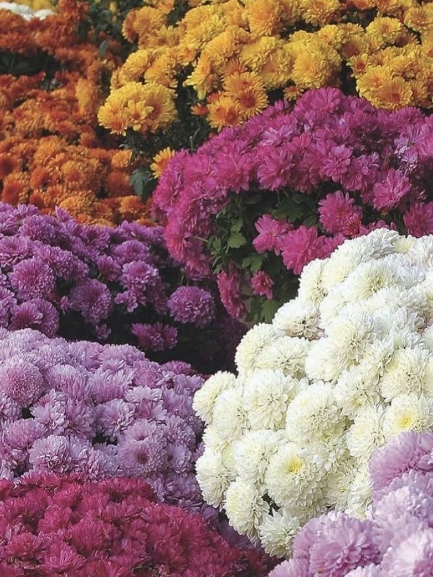 &ldquo;Love is a flower that grows in any soil, works its sweet miracles undaunted by autumn frost or winter snow, blooming fair and fragrant all the year, and blessing those who give and those who receive.&rdquo;
&mdash; Louisa May Alcott, &ldquo;Li
