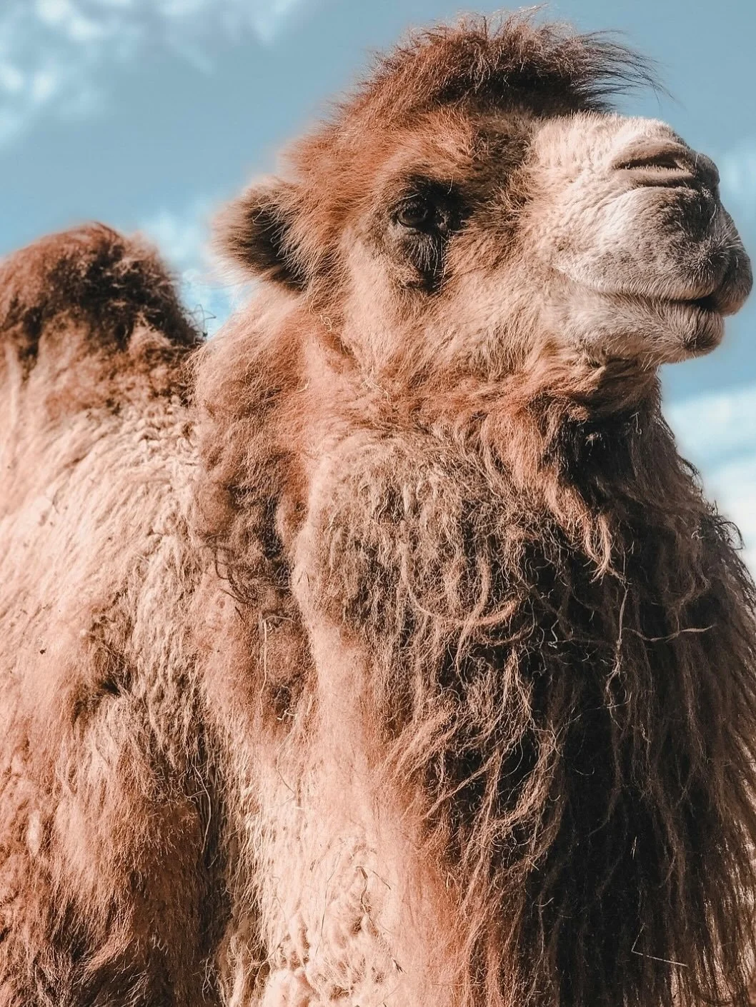 A camel can go without water for up to two weeks! Ustrasana might be the secret sauce? 🐪
📷 Alessio Cesario