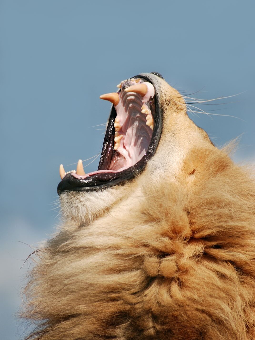In Buddhism, Lion&rsquo;s roar symbolizes the authoritative and powerful proclamation of the Buddha&rsquo;s teachings, reflecting strength and transformation, and signifies profound and impactful declarations.

📷 South Africa, 1943
📸 Yehudi Menuhin