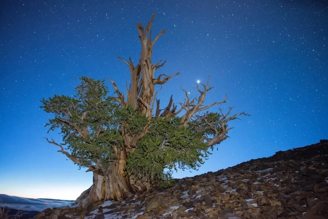 Hidden in California&rsquo;s White Mountains, Methuselah &mdash; a bristlecone pine &mdash; has lived for nearly five millennia. It&rsquo;s the oldest known tree on Earth, its exact location kept secret to keep it safe. It&rsquo;s a single clonal tre