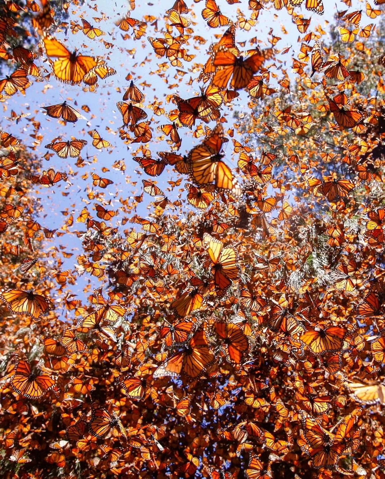 &ldquo;The butterfly counts not months but moments,
and has time enough.

Time is a wealth of change,
but the clock in its parody makes it mere change and no wealth.

Let your life lightly dance on the edges of Time
like dew on the tip of a leaf.&rdq