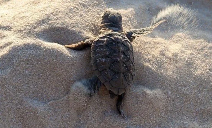 Kurmasana (Turtle Pose) expresses a classical yogic teaching &mdash; pratyāhāra, the inward withdrawal of the senses &mdash; symbolised by a turtle drawing its limbs back into its shell, a metaphor also described in the Bhagavad Gita &mdash; inviting