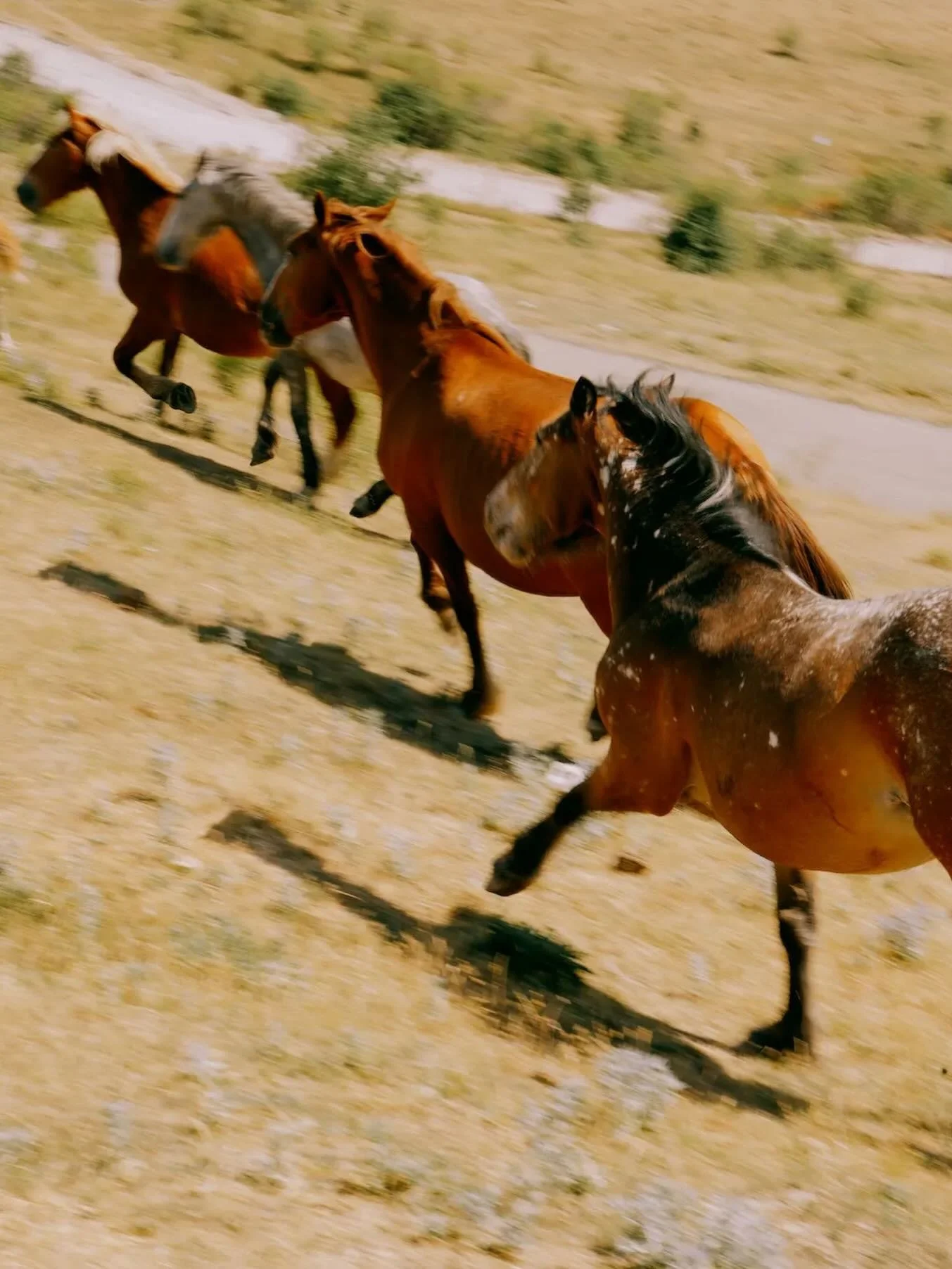 &ldquo;A good trainer can hear a horse speak to him. A great trainer can hear him whisper.&rdquo;
&mdash; Monty Roberts

📷 Domenico Matera for Vice