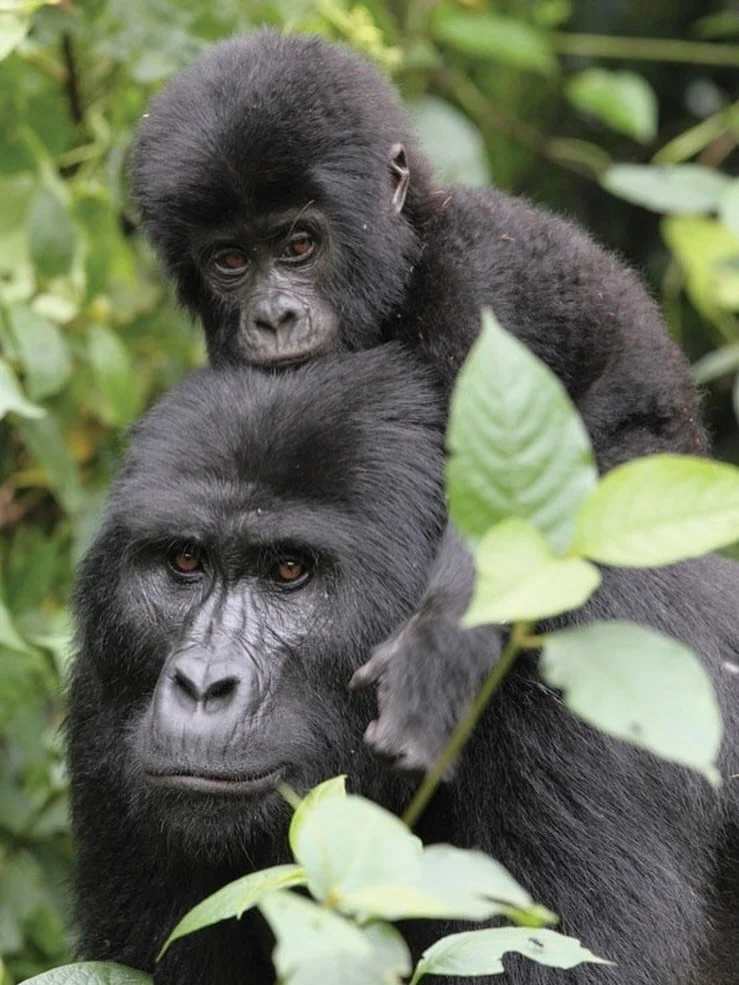 &ldquo;The most important thing for a parent is to support the interests of the child.&rdquo; 
&mdash; Jane Goodall