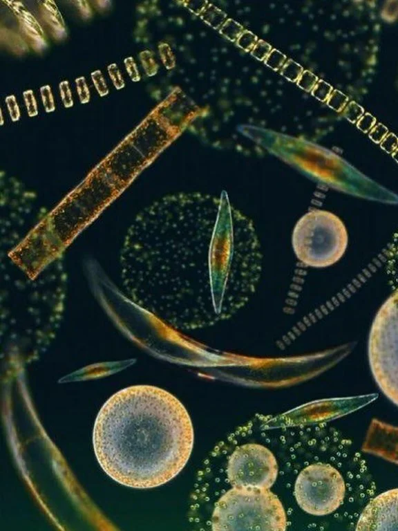 Phytoplankton produce around half the oxygen on Earth.
Every second breath we take comes from the ocean. 🌊