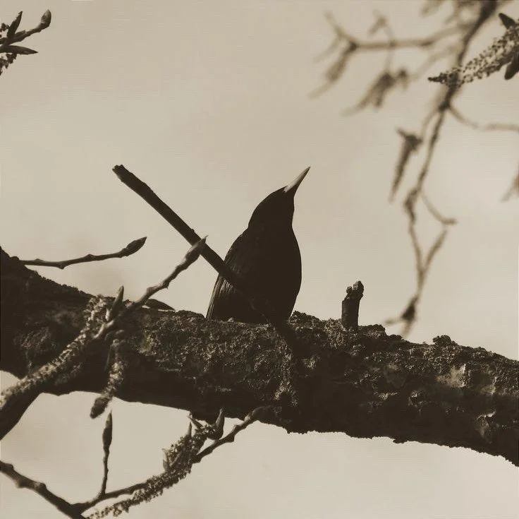 Blackbirds sing at dawn and dusk, when the world is quiet and sound travels furthest.