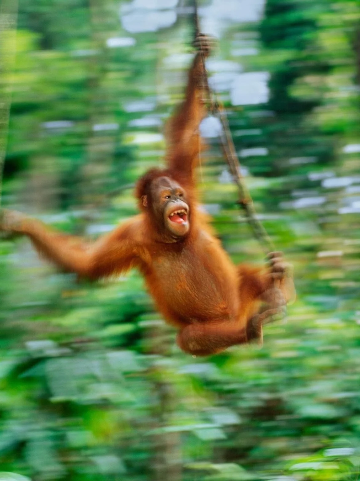 &ldquo;The mind is like a monkey swinging from branch to branch through a forest, says the Sutra.&rdquo;
&mdash; Th&iacute;ch Nhất Hạnh, The Miracle of Mindfulness: An Introduction to the Practice of Meditation

📷Frans Lanting, Nat Geo image Collect