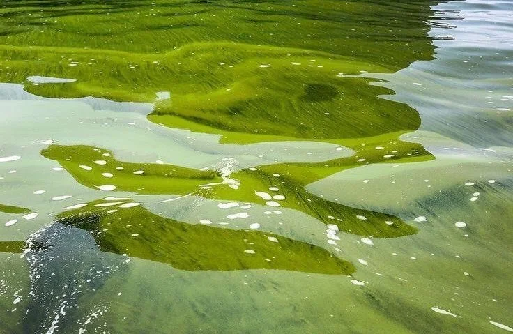 &ldquo;From prana indeed all living forms are born and, having been born, they remain alive by prana. At the end they merge into prana once more.&rdquo;
&mdash; Kaushitaki Upanishad

One of Earth&rsquo;s most important life forms, algae have been sus