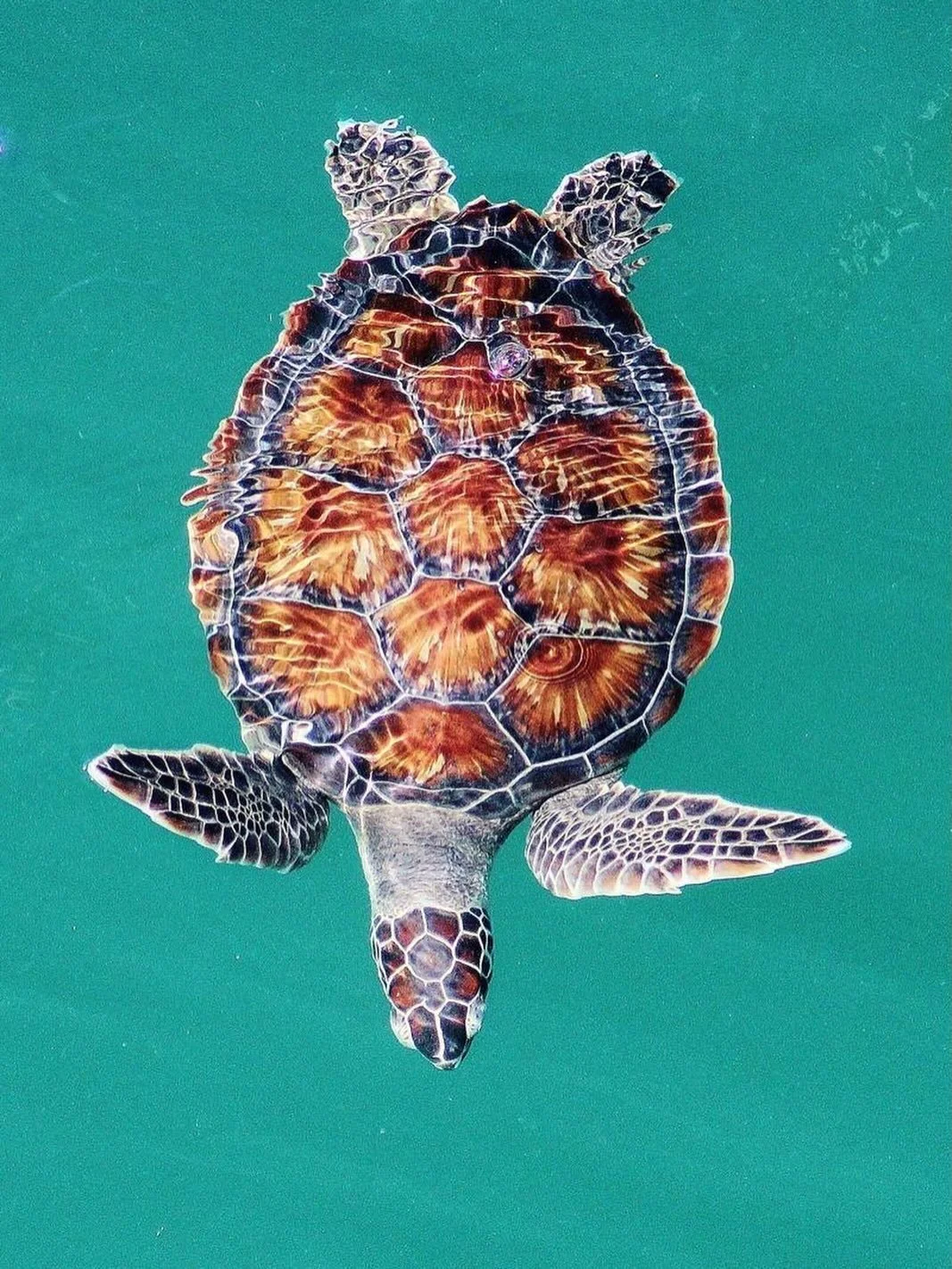 The green turtle, long considered endangered, was reclassified as Least Concern by the IUCN in late 2025 &mdash; the result of decades of sustained, global conservation efforts. Proof that long-term commitment pays off, even if it&rsquo;s at turtle s