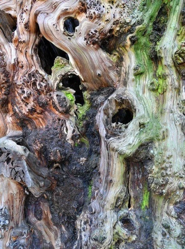 Meet one of London&rsquo;s oldest elders.

The Totteridge Yew, standing in the churchyard of St Andrew&rsquo;s, is believed to be the oldest tree in London &mdash; estimated to be between 1,000 and 2,000 years old.

It has stood through centuries of 
