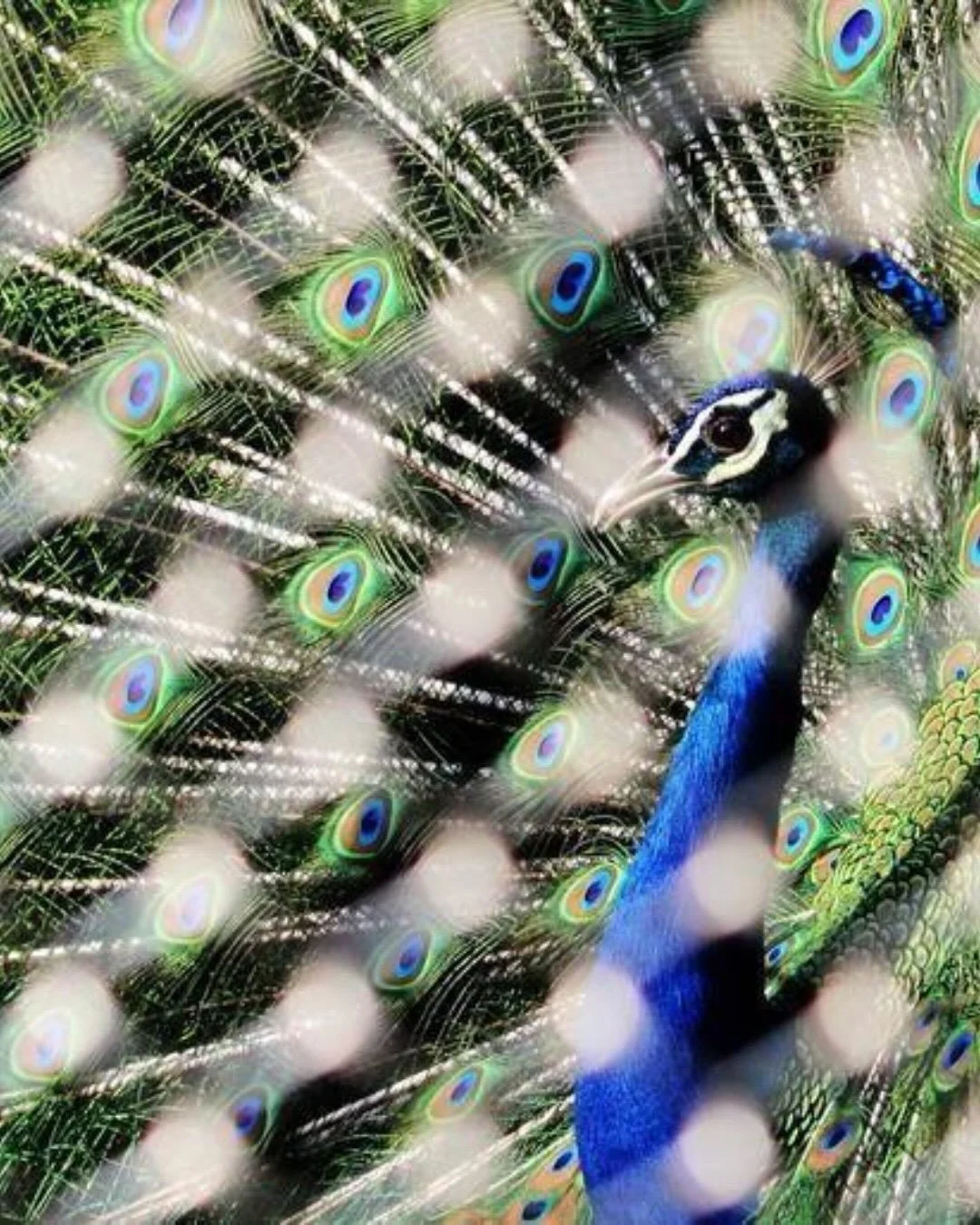 Pincha Mayurasana (Feathered Peacock Pose or Forearm Stand) takes its name from the peacock. In Sanskrit, *pincha* refers to a feather, while *mayura* means peacock.

The peacock has appeared throughout Indian art and mythology for centuries, associa