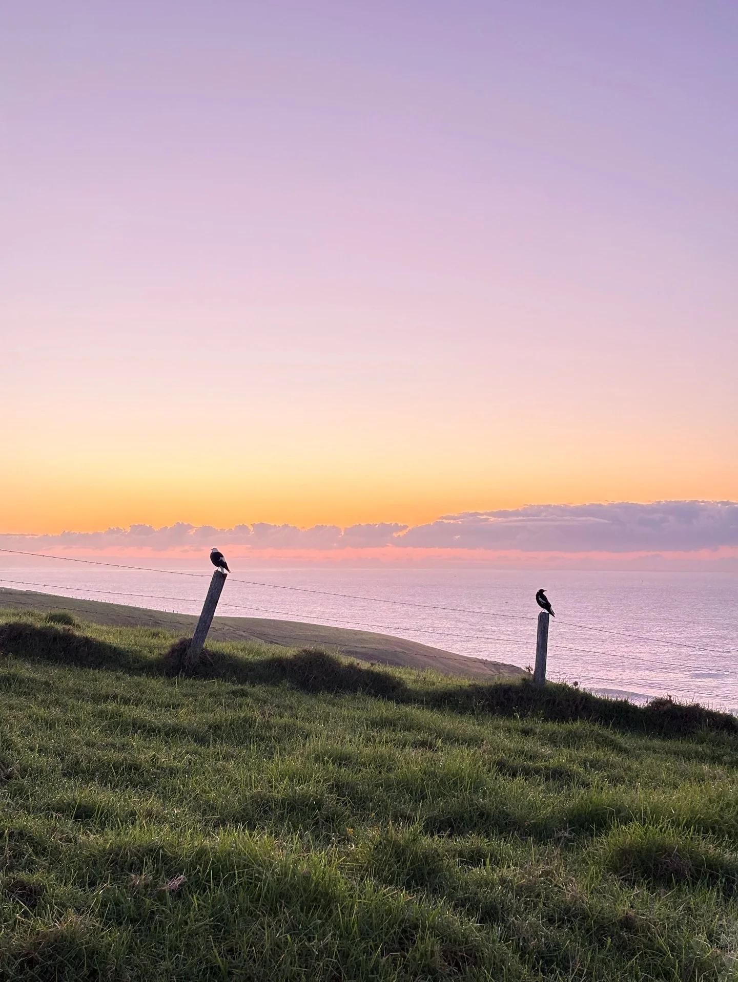Colour inspiration 🖊️ 
#💜🧡💛 #thismorning #sunrise #wintermornings #interiordesign #interiorinspiration #colourinspiration #birdfriends #birdwatching #kiamabuilder #kiamadesigner
