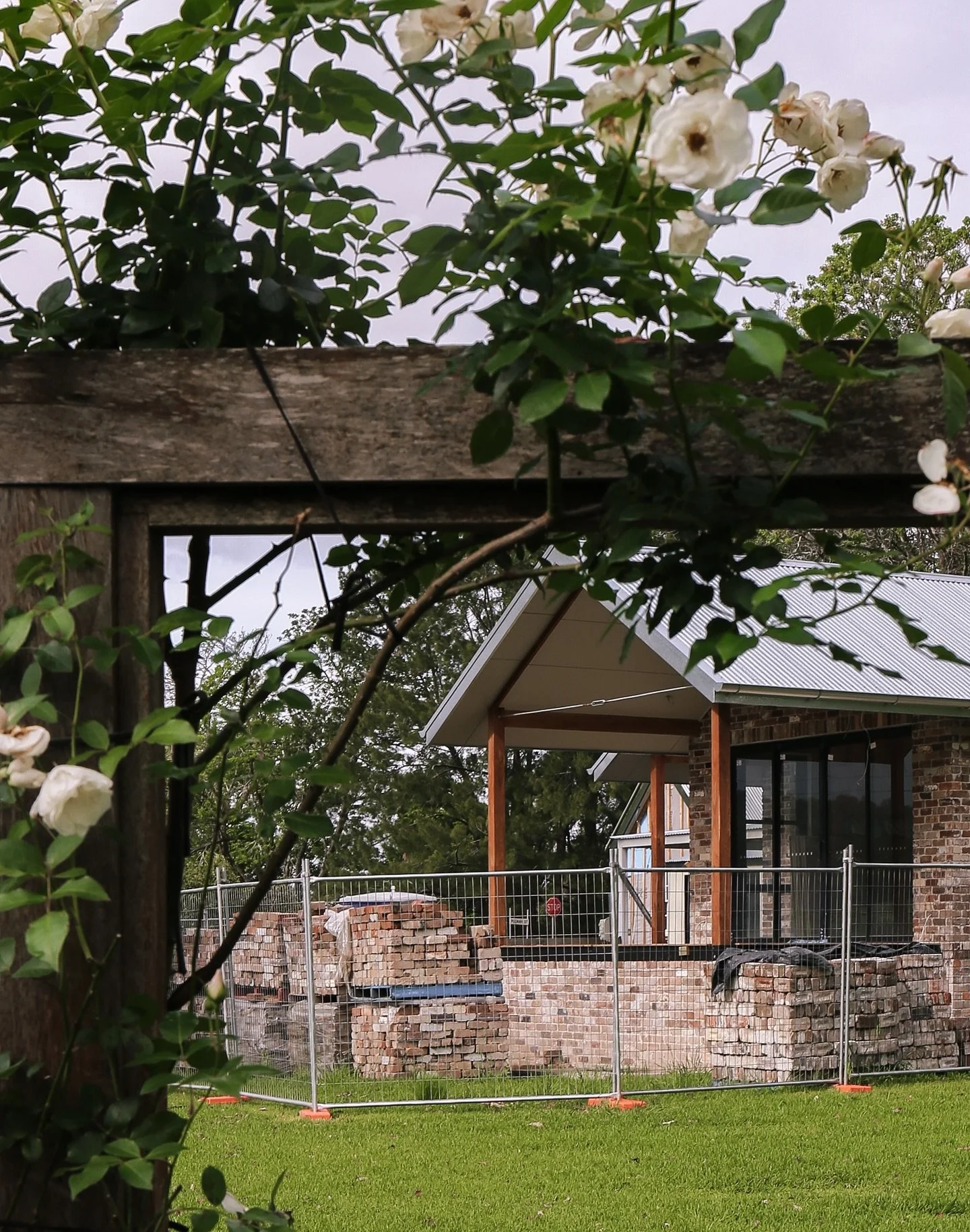 Project Pulmans Cottage framed by beautiful climbing icebergs rose ✨ 
#underthearbour #pulmanscottage #purposebuild #berrynsw #romance #farmhouseliving #climbingrose #nature #underconstruction #berrybuilder #kiamabuilder #architect #nicholaspowell #