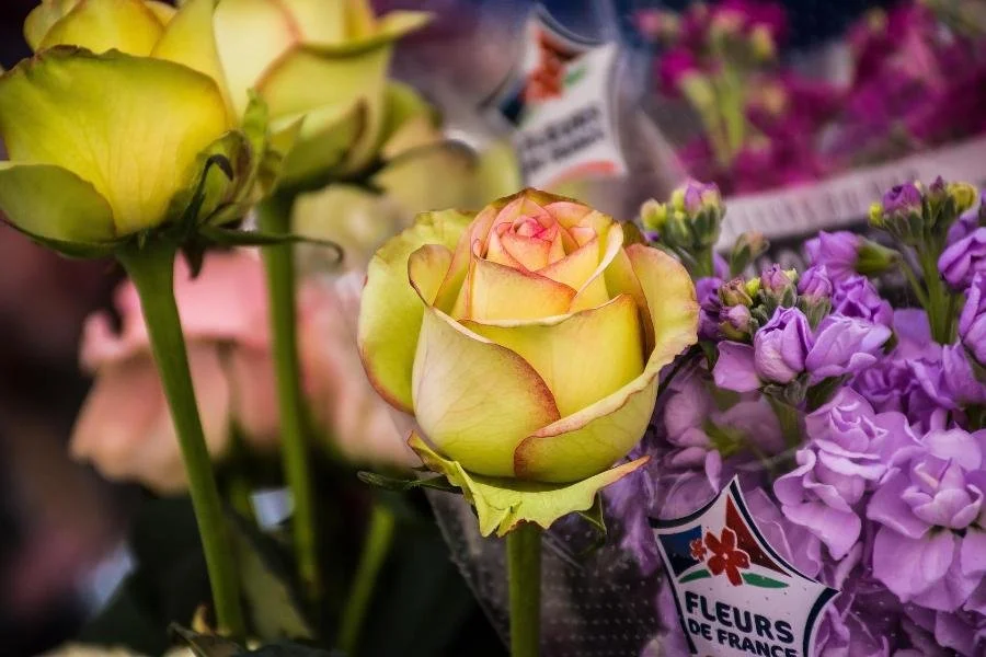 Harrogate BID launches floral shop window competition